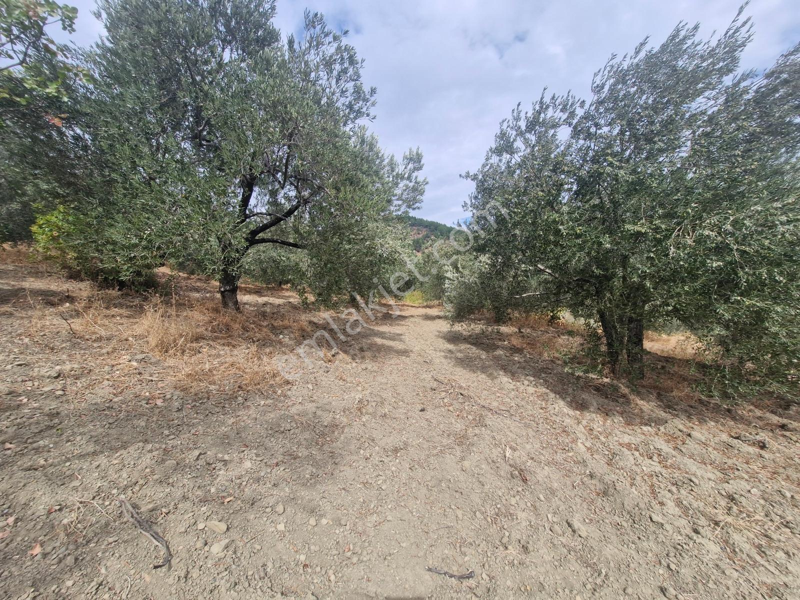 Yeşilyurt Köyü Deniz Manzaralı 4865 M2 Zeytinlik — fotoğraf 7
