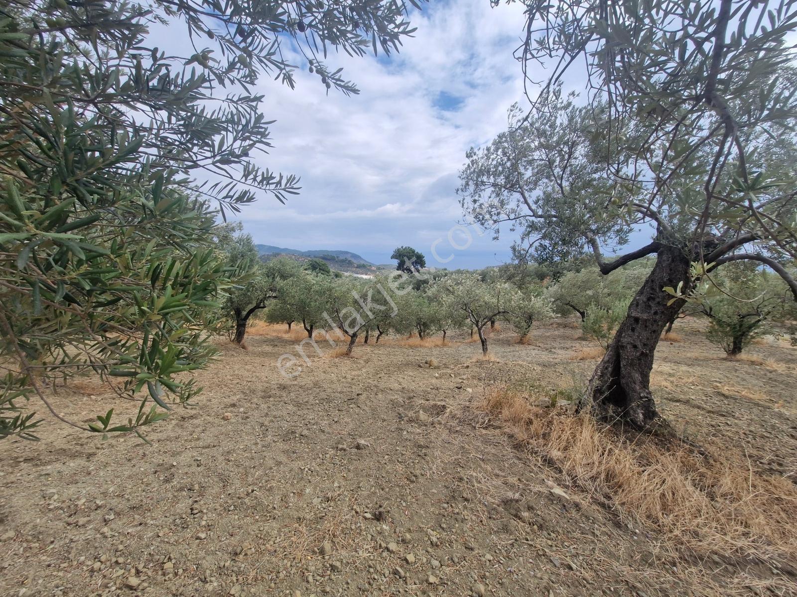 Yeşilyurt Köyü Deniz Manzaralı 4865 M2 Zeytinlik — fotoğraf 8