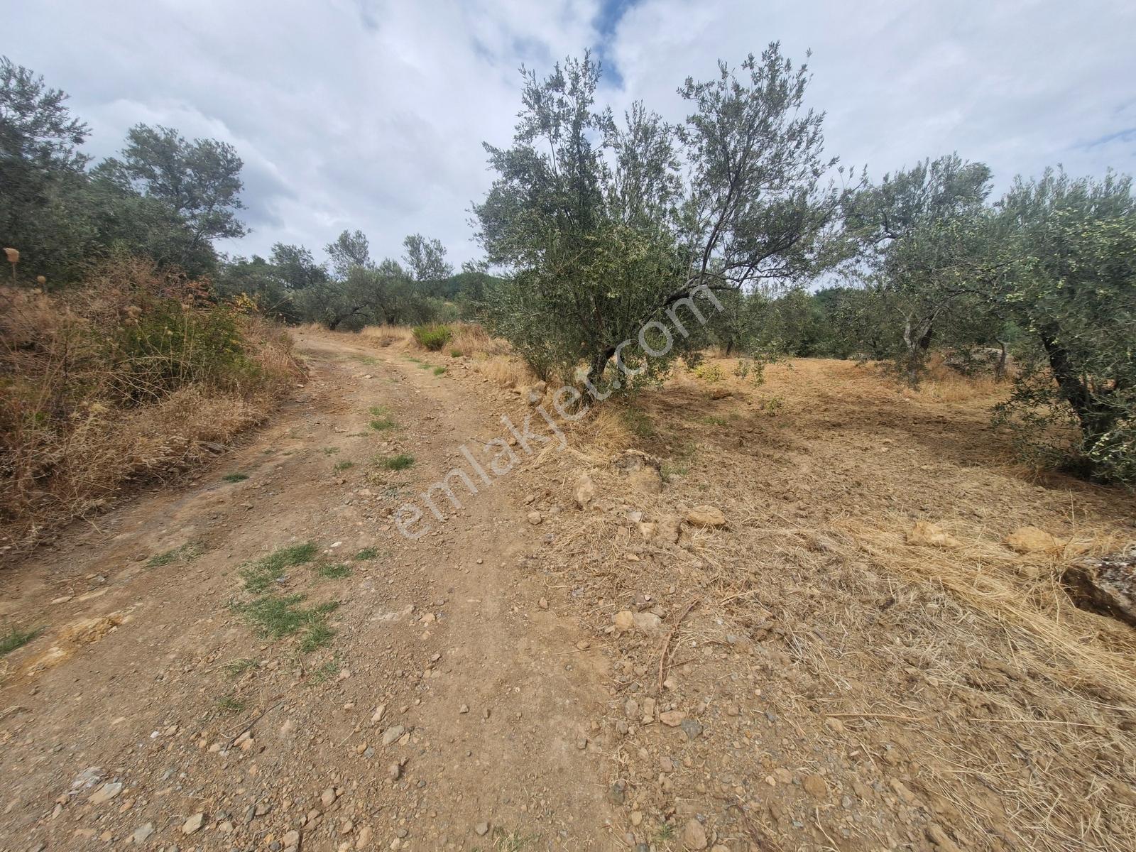 Yeşilyurt Köyü Deniz Manzaralı 4865 M2 Zeytinlik — fotoğraf 9