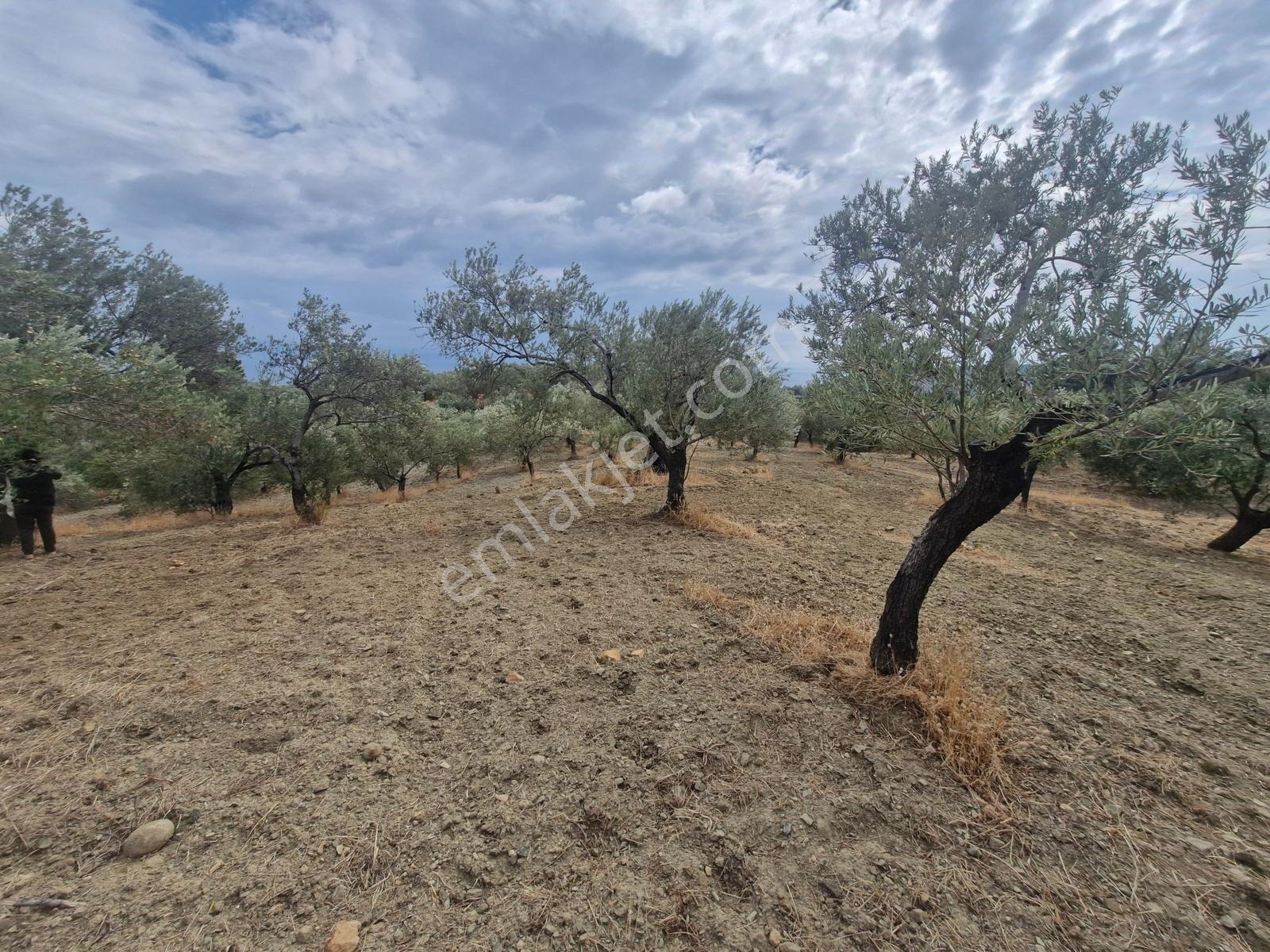 Yeşilyurt Köyü Deniz Manzaralı 4865 M2 Zeytinlik — fotoğraf 10