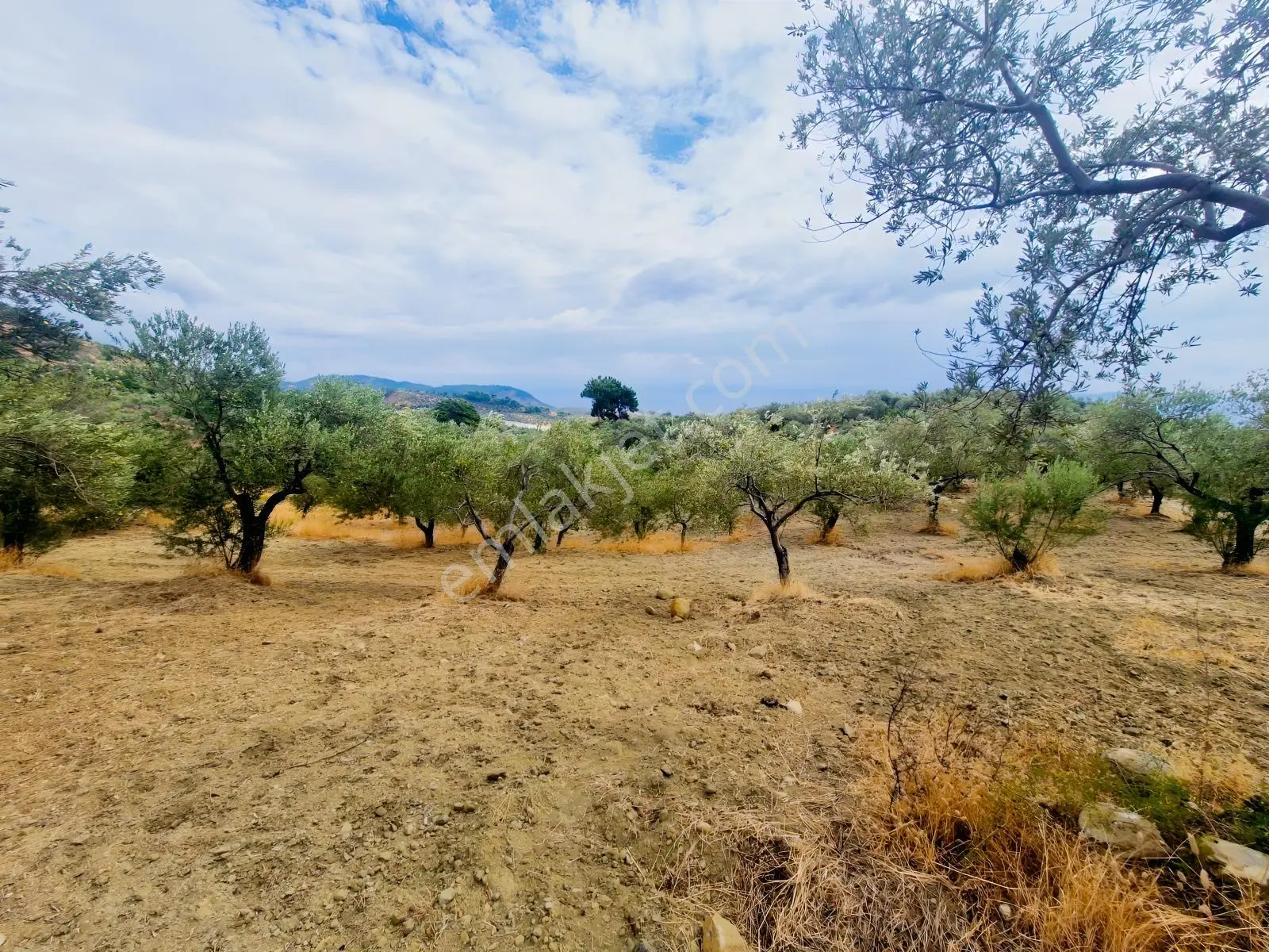 Yeşilyurt Köyü Deniz Manzaralı 4865 M2 Zeytinlik — fotoğraf 11