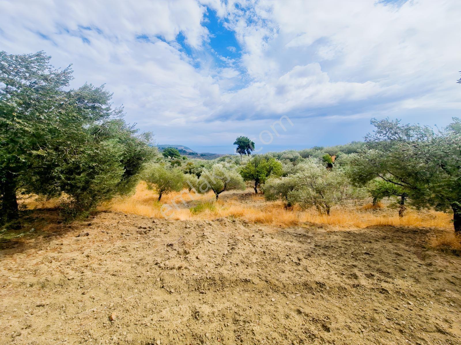 Yeşilyurt Köyü Deniz Manzaralı 4865 M2 Zeytinlik — fotoğraf 12