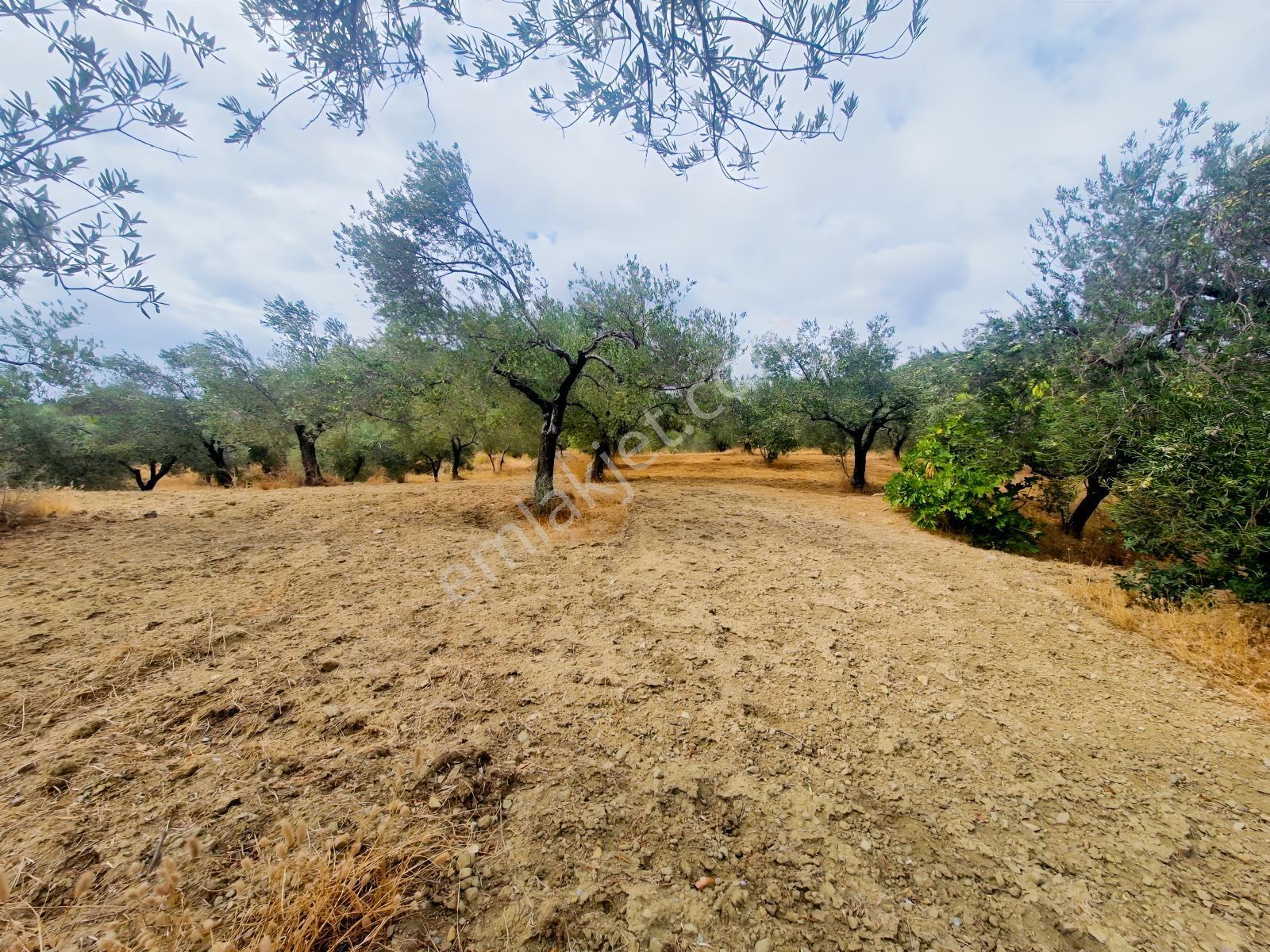 Yeşilyurt Köyü Deniz Manzaralı 4865 M2 Zeytinlik — fotoğraf 13