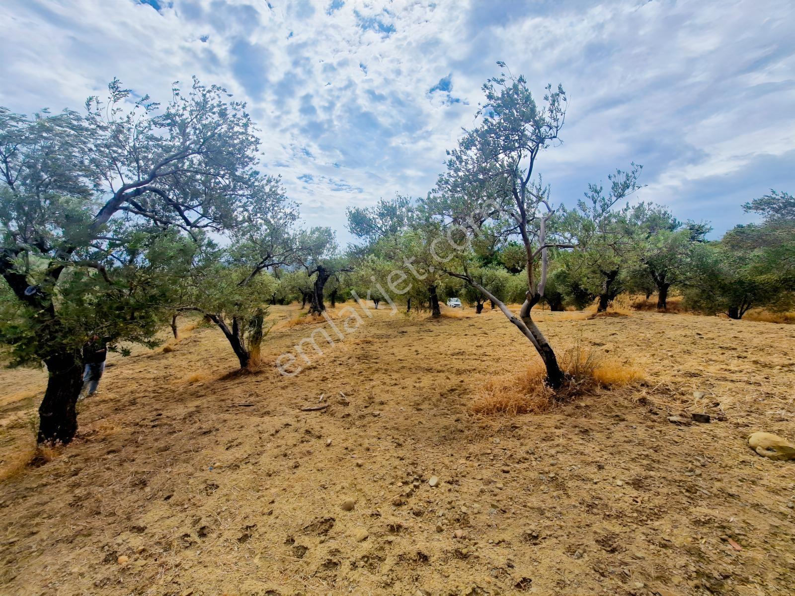 Yeşilyurt Köyü Deniz Manzaralı 4865 M2 Zeytinlik — fotoğraf 14