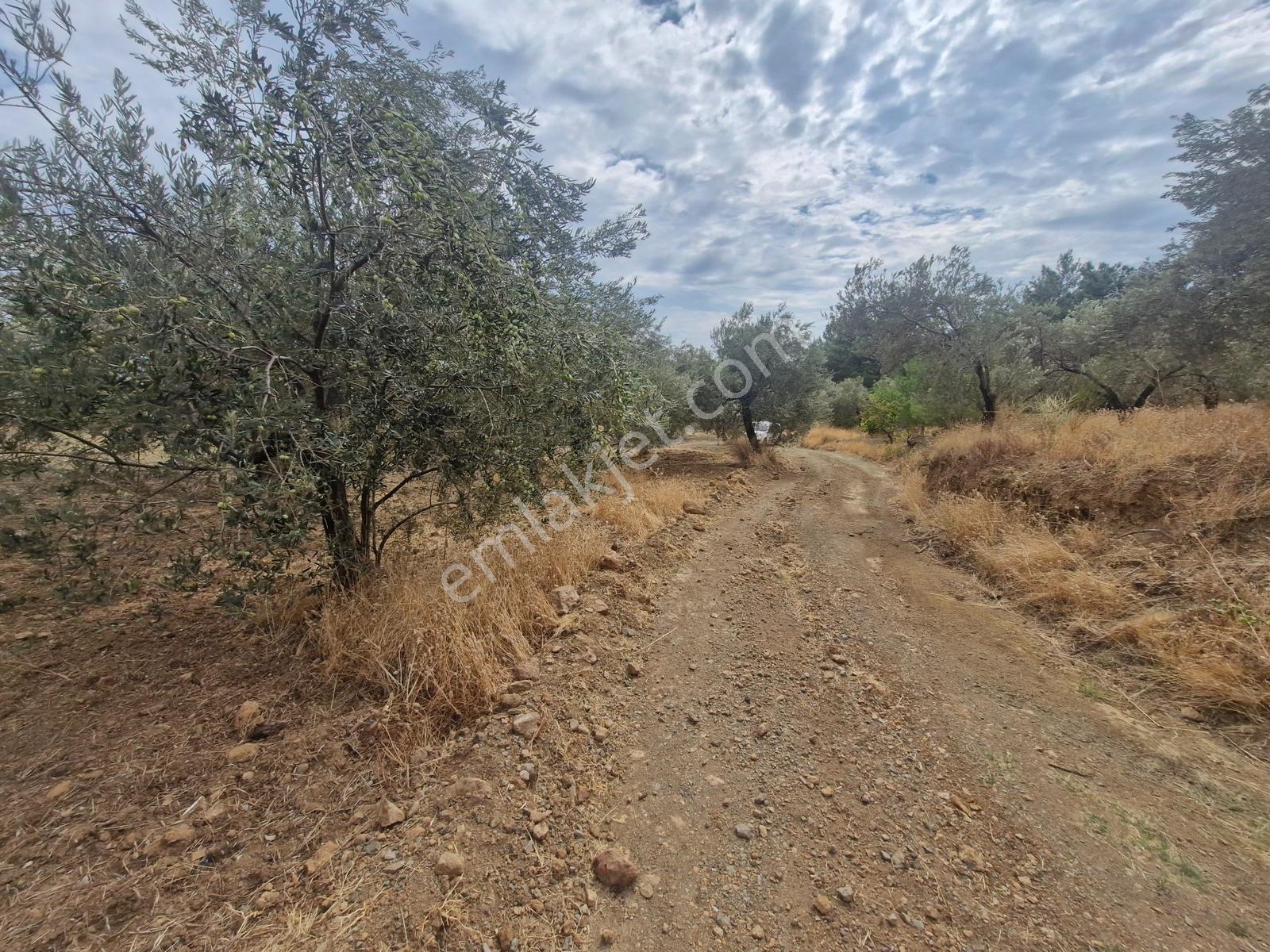 Yeşilyurt Köyü Deniz Manzaralı 4865 M2 Zeytinlik — fotoğraf 15