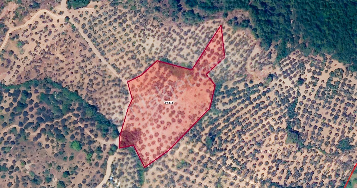 Yeşilyurt Köyü Deniz Manzaralı 4865 M2 Zeytinlik — fotoğraf 16