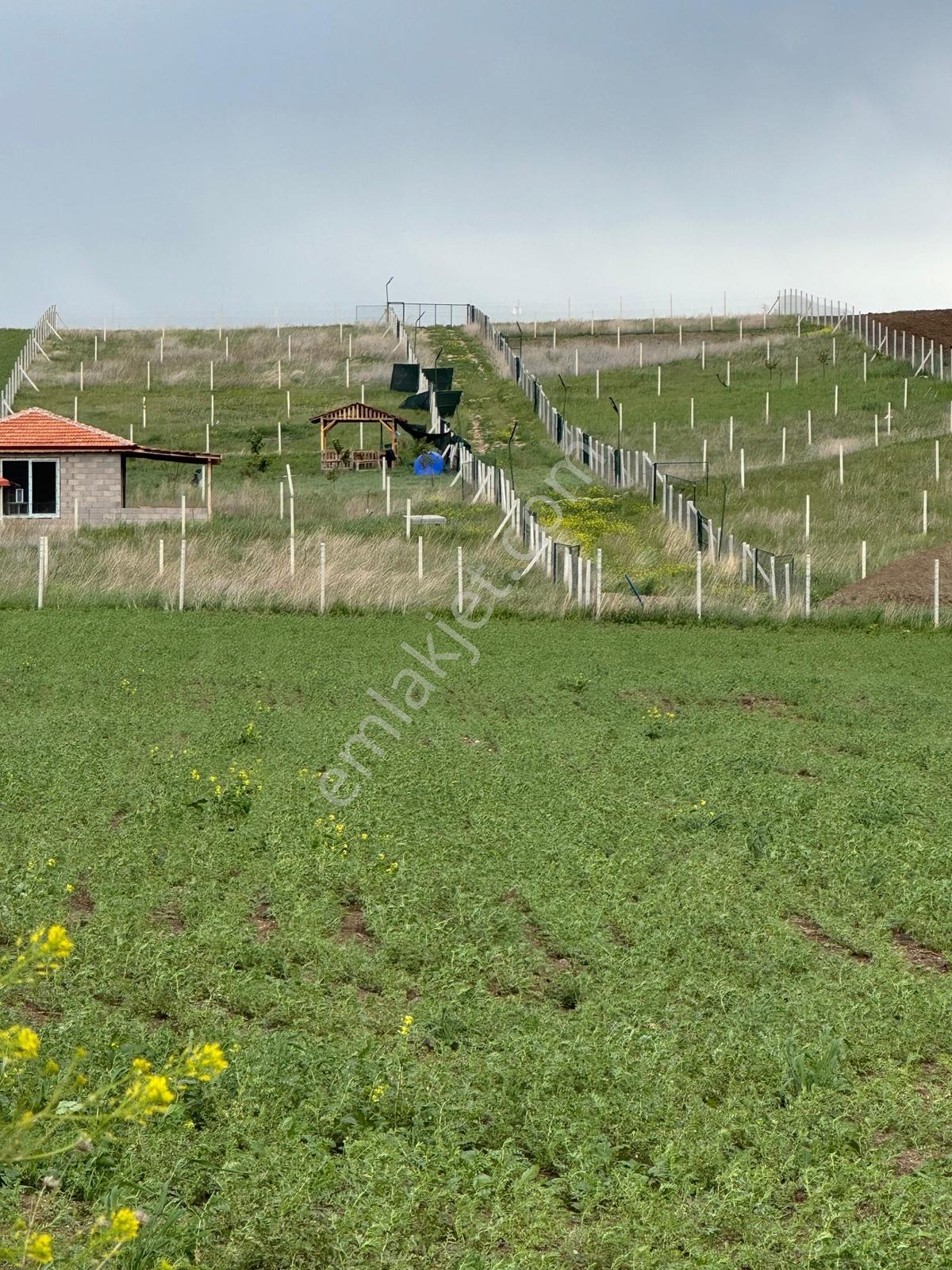 Yazırda Doğayla İçiçe, Suyu Hazır Çevrili Hobi Bahçesi — fotoğraf 2