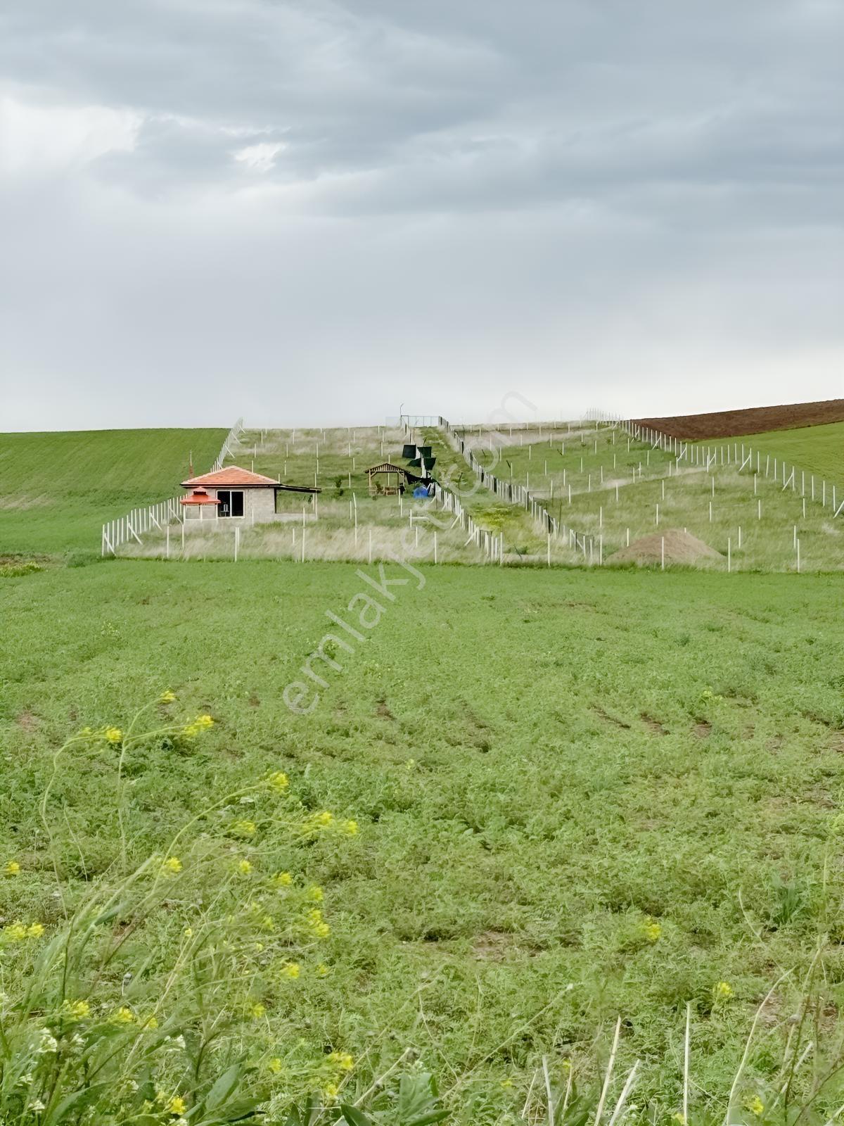 Yazırda Doğayla İçiçe, Suyu Hazır Çevrili Hobi Bahçesi — fotoğraf 4