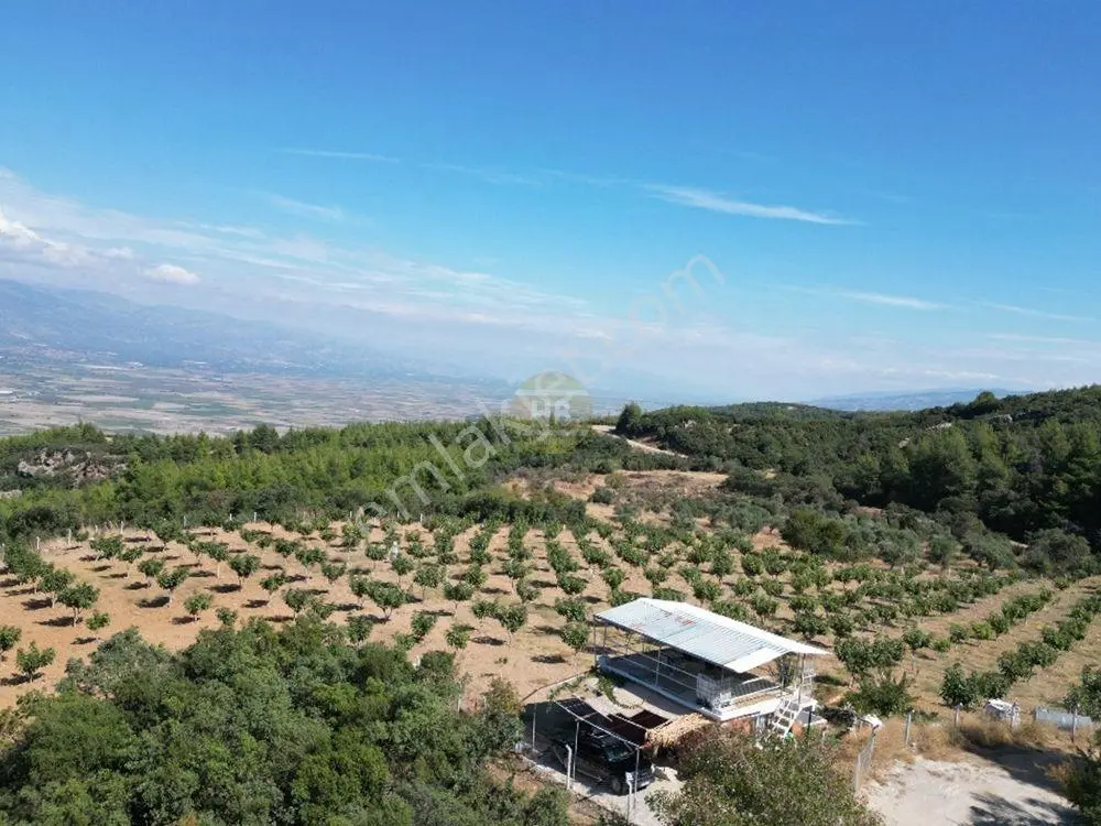 Hb'den Satılık İncir Bahçesi, Müstakil Parsel 9244 M², Etrafı Komple Çevrili