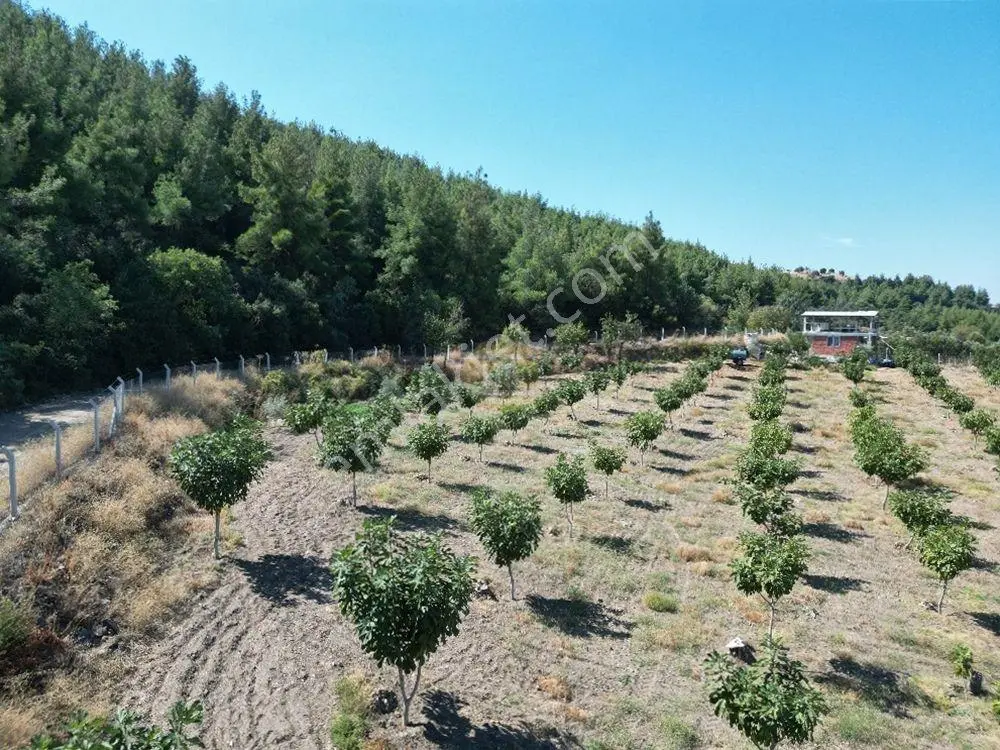 Hb'den Satılık İncir Bahçesi, Müstakil Parsel 9244 M², Etrafı Komple Çevrili — fotoğraf 2