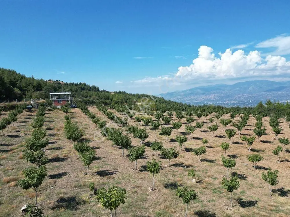 Hb'den Satılık İncir Bahçesi, Müstakil Parsel 9244 M², Etrafı Komple Çevrili — fotoğraf 3