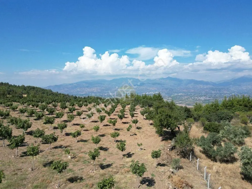 Hb'den Satılık İncir Bahçesi, Müstakil Parsel 9244 M², Etrafı Komple Çevrili — fotoğraf 6