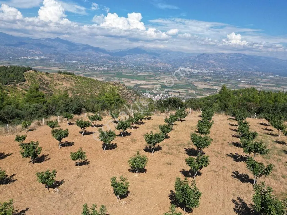 Hb'den Satılık İncir Bahçesi, Müstakil Parsel 9244 M², Etrafı Komple Çevrili — fotoğraf 10