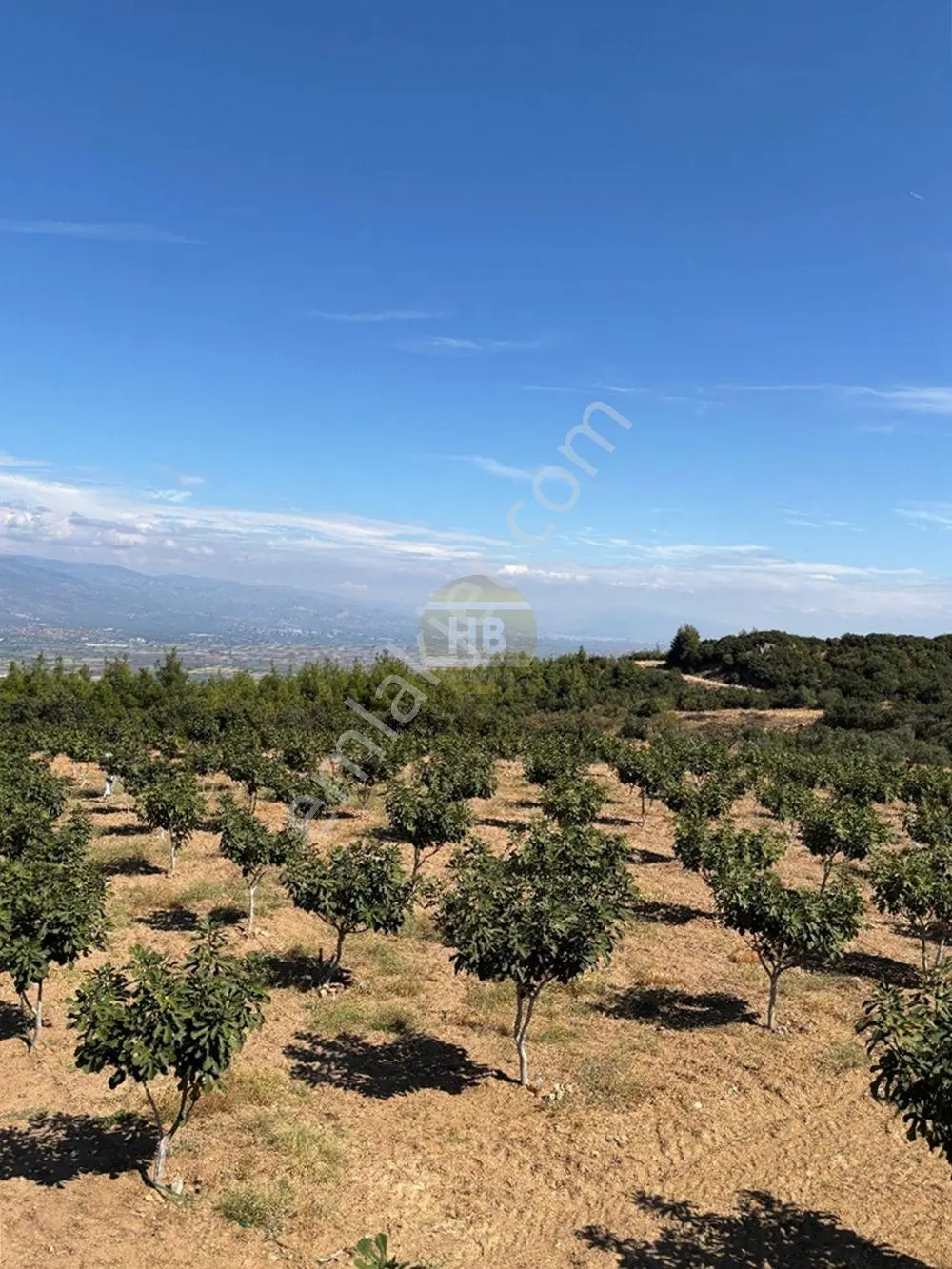 Hb'den Satılık İncir Bahçesi, Müstakil Parsel 9244 M², Etrafı Komple Çevrili — fotoğraf 11