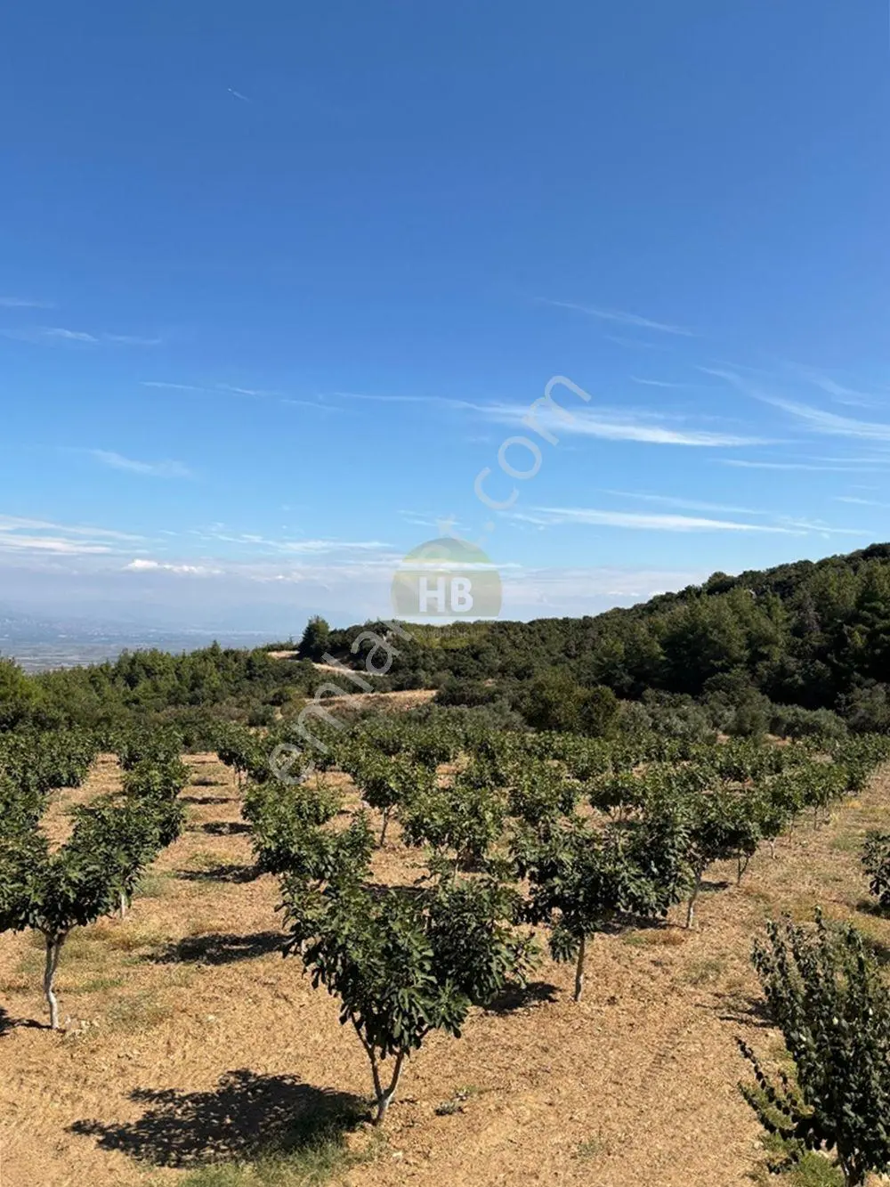 Hb'den Satılık İncir Bahçesi, Müstakil Parsel 9244 M², Etrafı Komple Çevrili — fotoğraf 13
