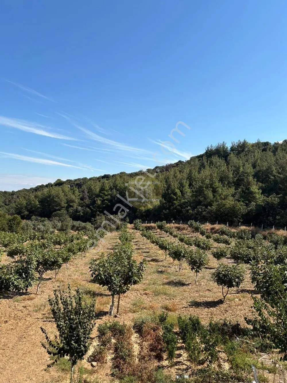 Hb'den Satılık İncir Bahçesi, Müstakil Parsel 9244 M², Etrafı Komple Çevrili — fotoğraf 14