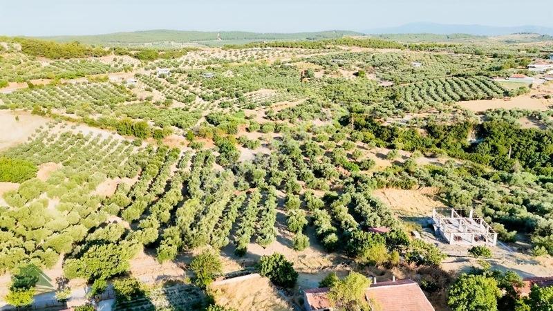 İmarlı Arsa Vasfında Zeytinlik Ev Yapılabilinir — fotoğraf 3
