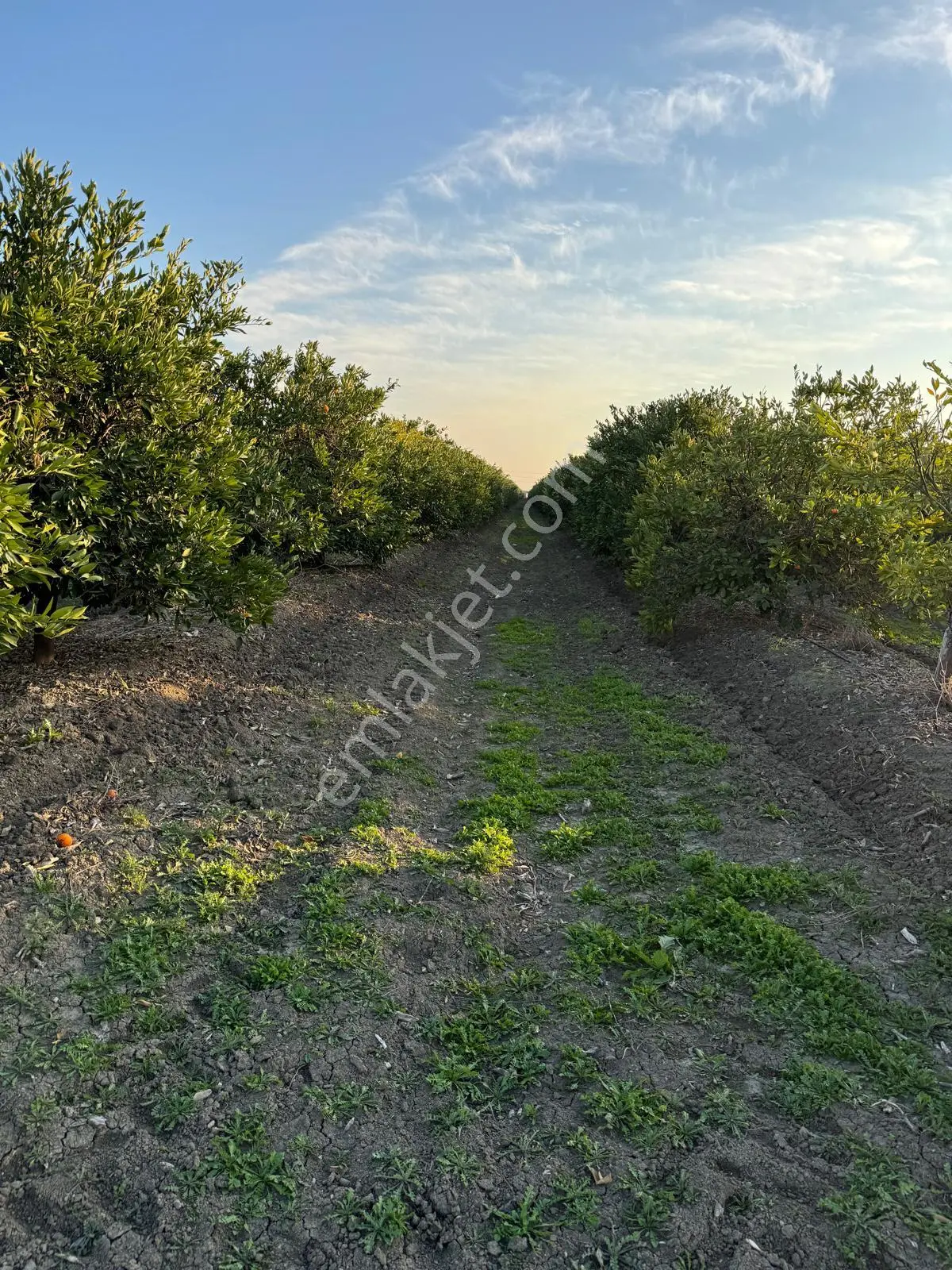 Yüreğir *innaplı (yukarıçiçekli)* 50,865m2 Mandalina Bahçesi Takas Olur*video Ba...