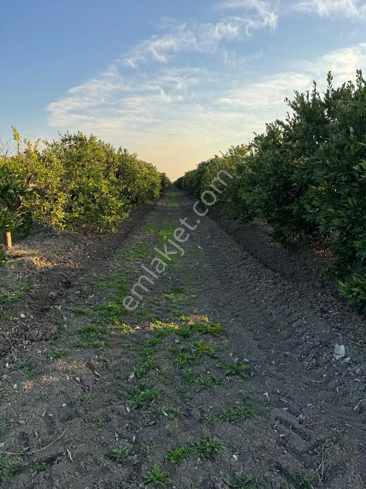 Yüreğir *innaplı (yukarıçiçekli)* 50,865m2 Mandalina Bahçesi Takas Olur*video Bak — fotoğraf 4