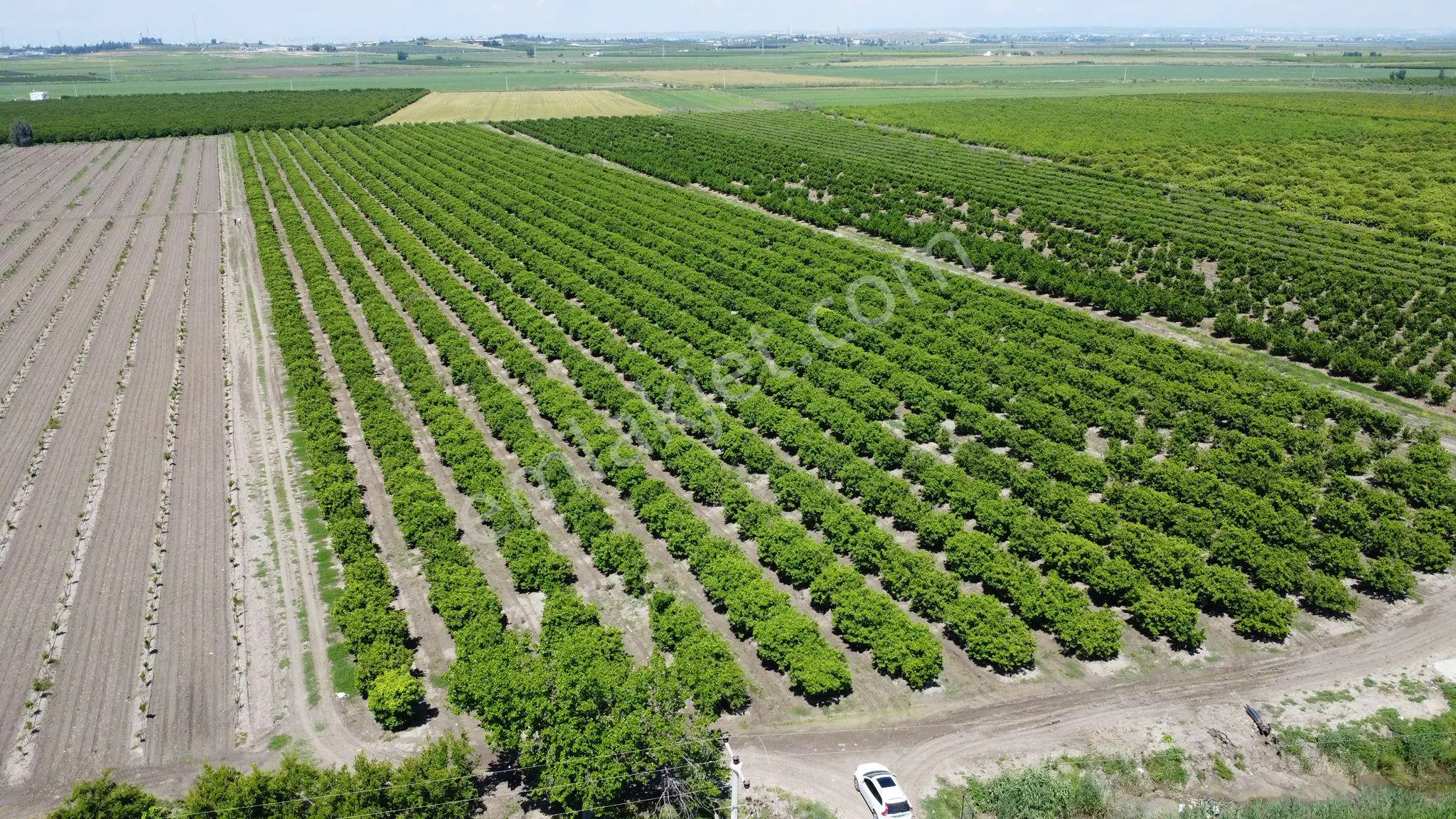 Yüreğir *innaplı (yukarıçiçekli)* 50,865m2 Mandalina Bahçesi Takas Olur*video Bak — fotoğraf 11