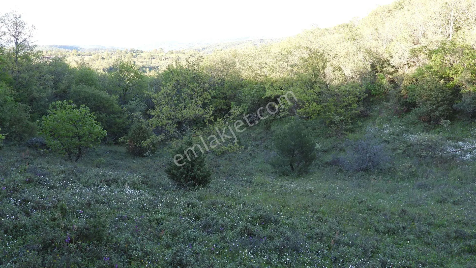 1.157 M2 Satılık Tarla Keşif Arazi. Asfaltta Yakın, Ormandan Özel Yolu Var. — fotoğraf 12
