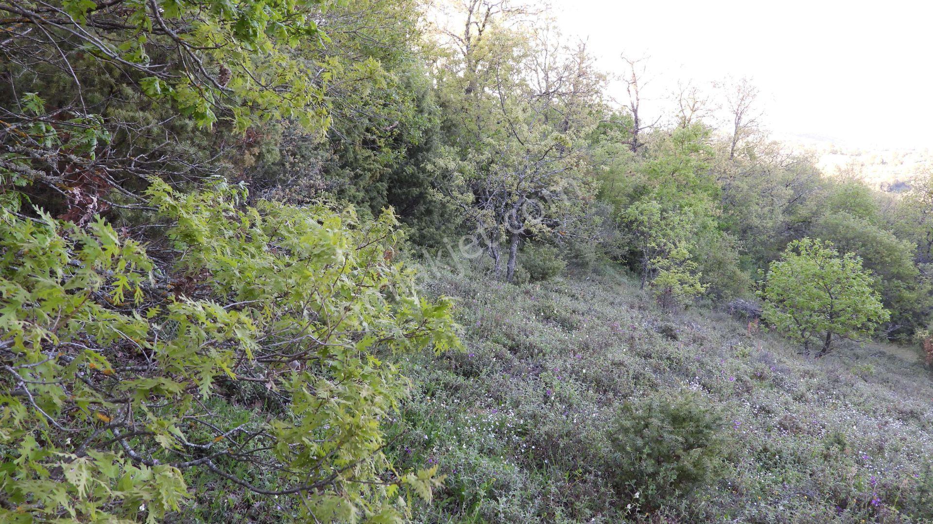 1.157 M2 Satılık Tarla Keşif Arazi. Asfaltta Yakın, Ormandan Özel Yolu Var. — fotoğraf 18