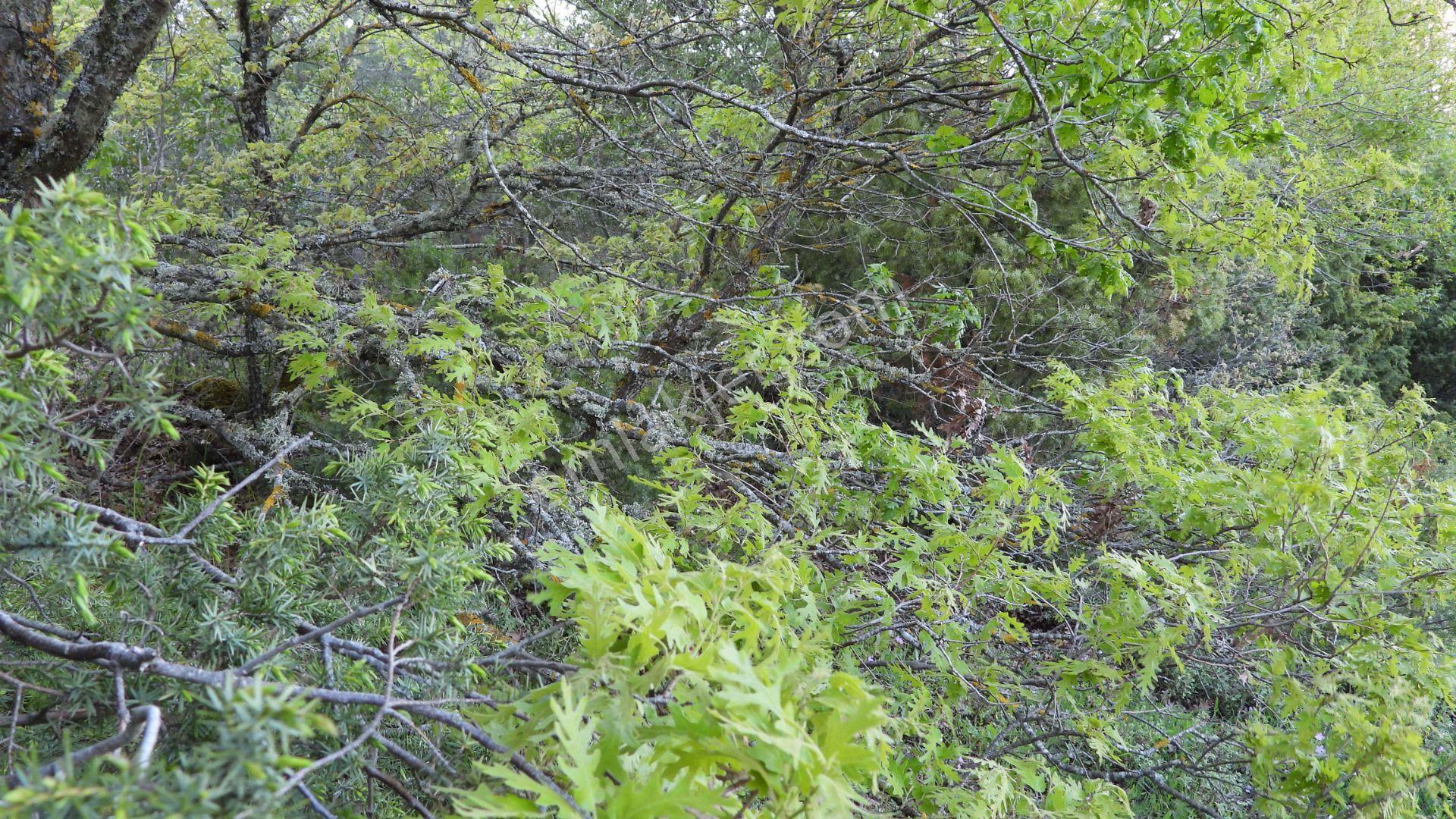 1.157 M2 Satılık Tarla Keşif Arazi. Asfaltta Yakın, Ormandan Özel Yolu Var. — fotoğraf 20