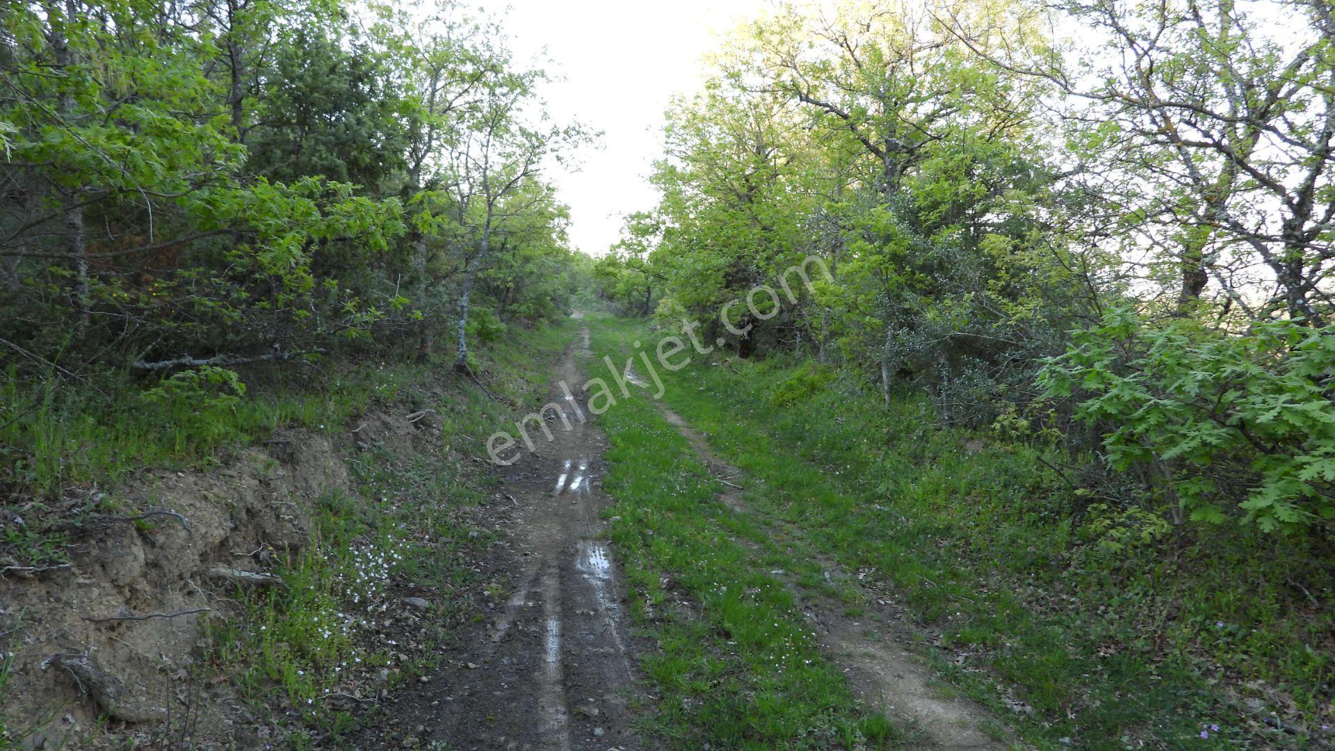 1.157 M2 Satılık Tarla Keşif Arazi. Asfaltta Yakın, Ormandan Özel Yolu Var. — fotoğraf 24