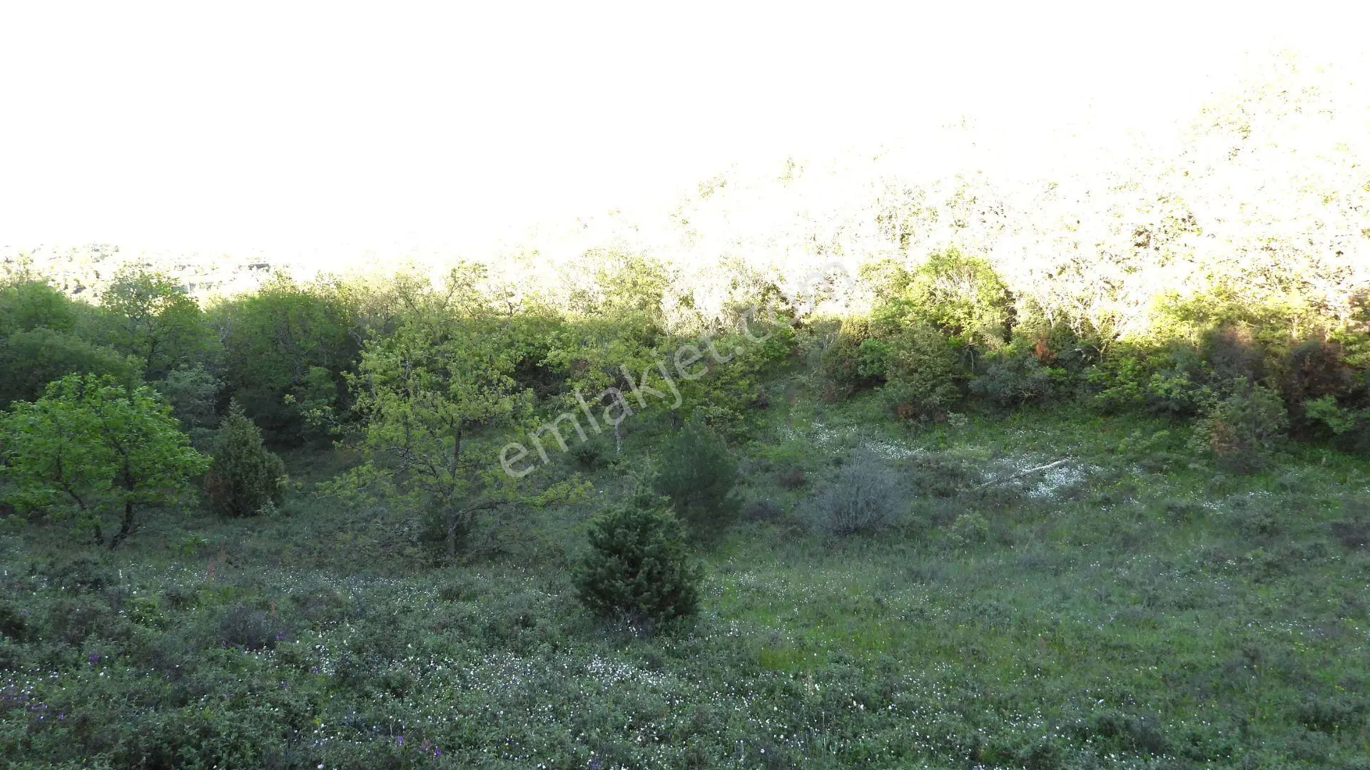 1.157 M2 Satılık Tarla Keşif Arazi. Asfaltta Yakın, Ormandan Özel Yolu Var. — fotoğraf 41