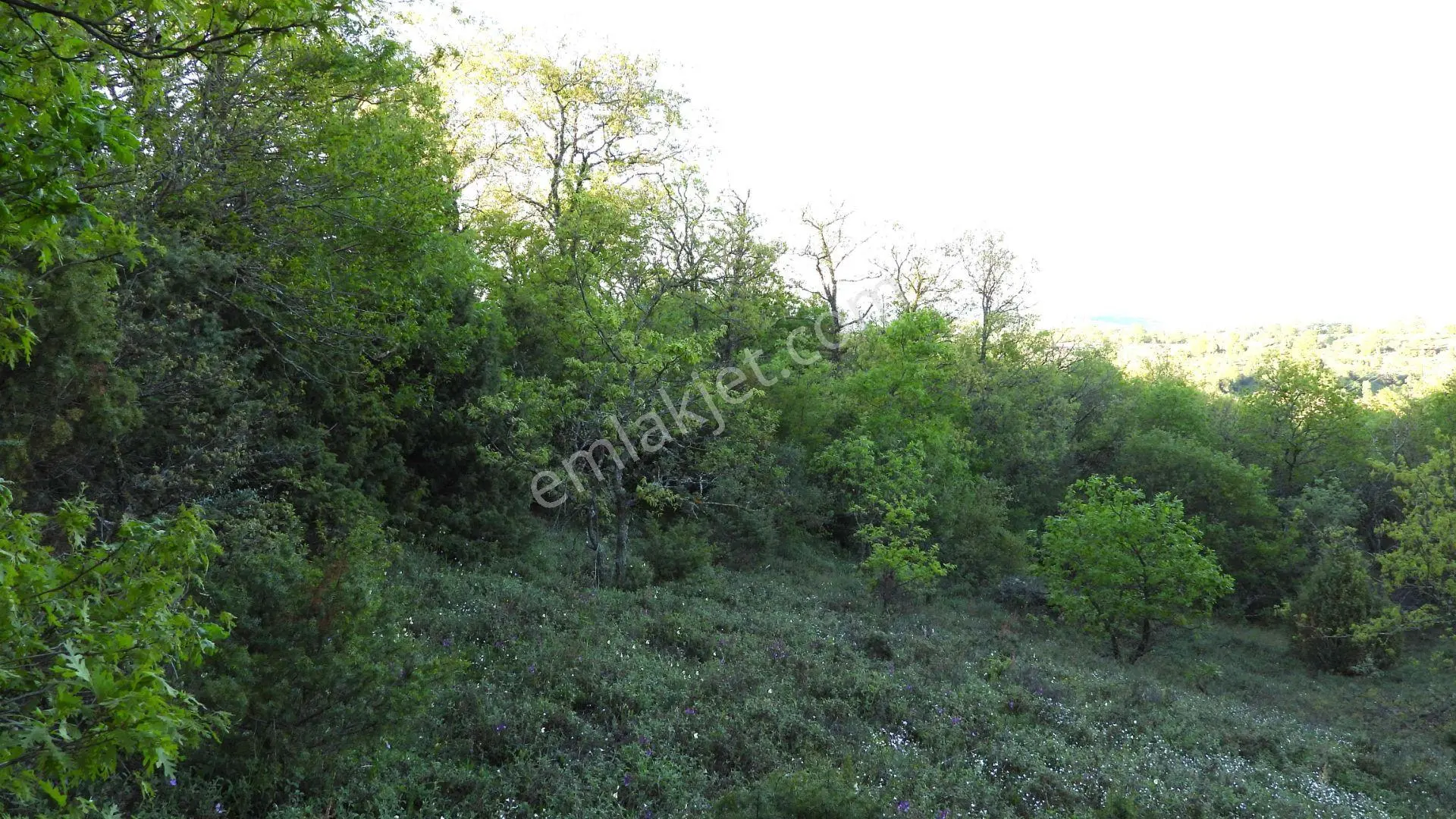 1.157 M2 Satılık Tarla Keşif Arazi. Asfaltta Yakın, Ormandan Özel Yolu Var. — fotoğraf 43