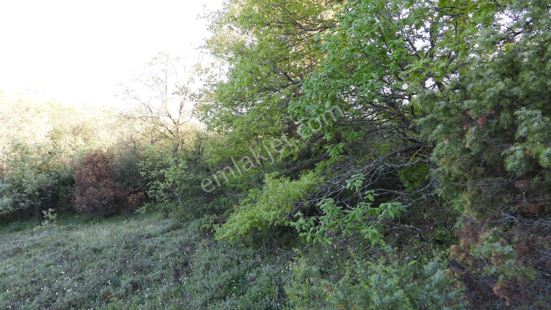 1.157 M2 Satılık Tarla Keşif Arazi. Asfaltta Yakın, Ormandan Özel Yolu Var. — fotoğraf 44