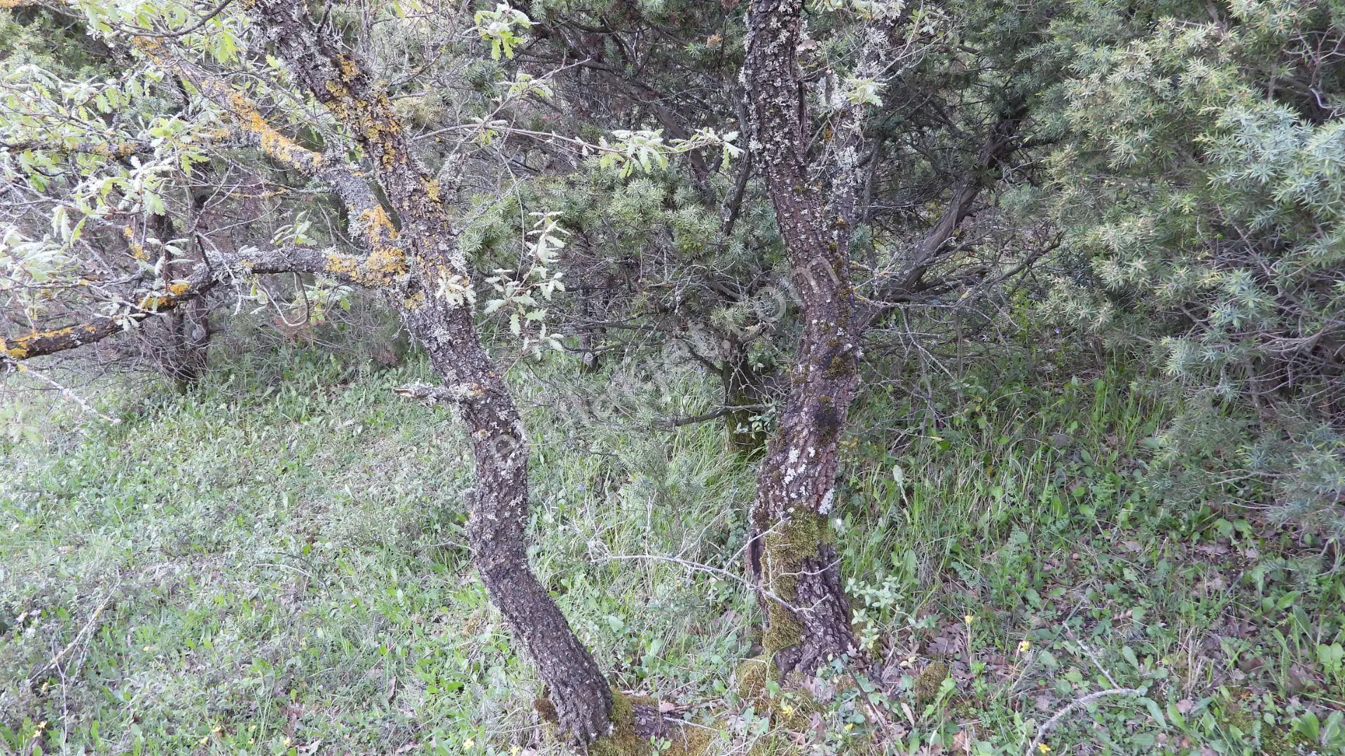 1.157 M2 Satılık Tarla Keşif Arazi. Asfaltta Yakın, Ormandan Özel Yolu Var. — fotoğraf 47