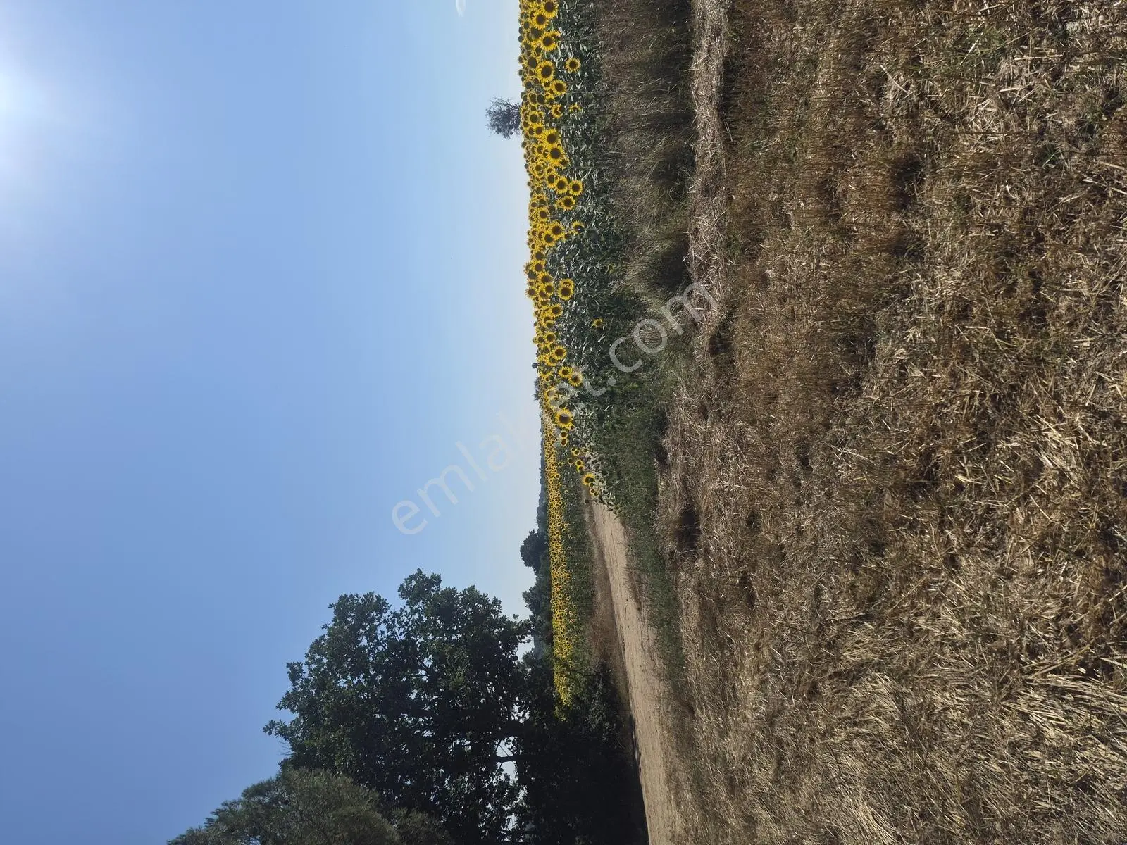 Saray Küçükyoncalı Köyünde 3315 M2 Tek Tapu Tarla — fotoğraf 2
