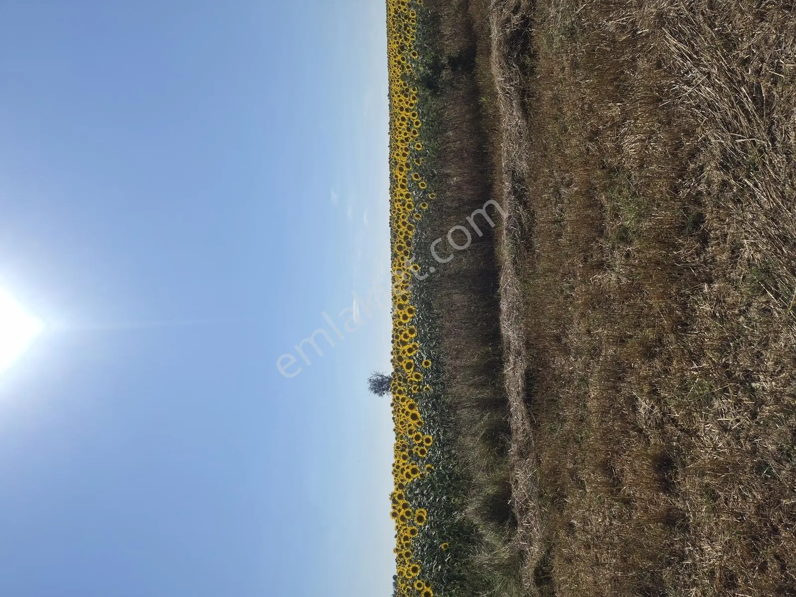 Saray Küçükyoncalı Köyünde 3315 M2 Tek Tapu Tarla — fotoğraf 5