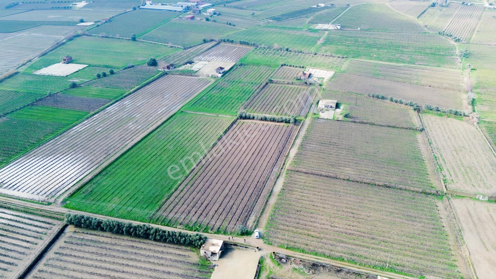 Pusula Gayrimenkul'den Satılık 15.240 M2 Bağ Belenyaka Alaşehir — fotoğraf 3