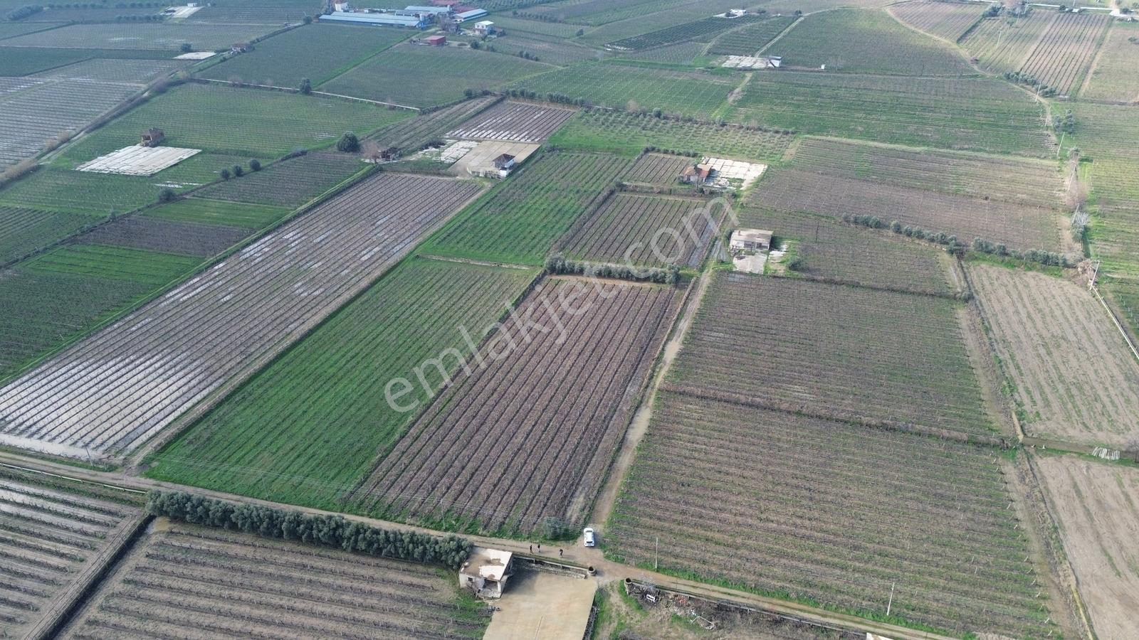 Pusula Gayrimenkul'den Satılık 15.240 M2 Bağ Belenyaka Alaşehir — fotoğraf 4