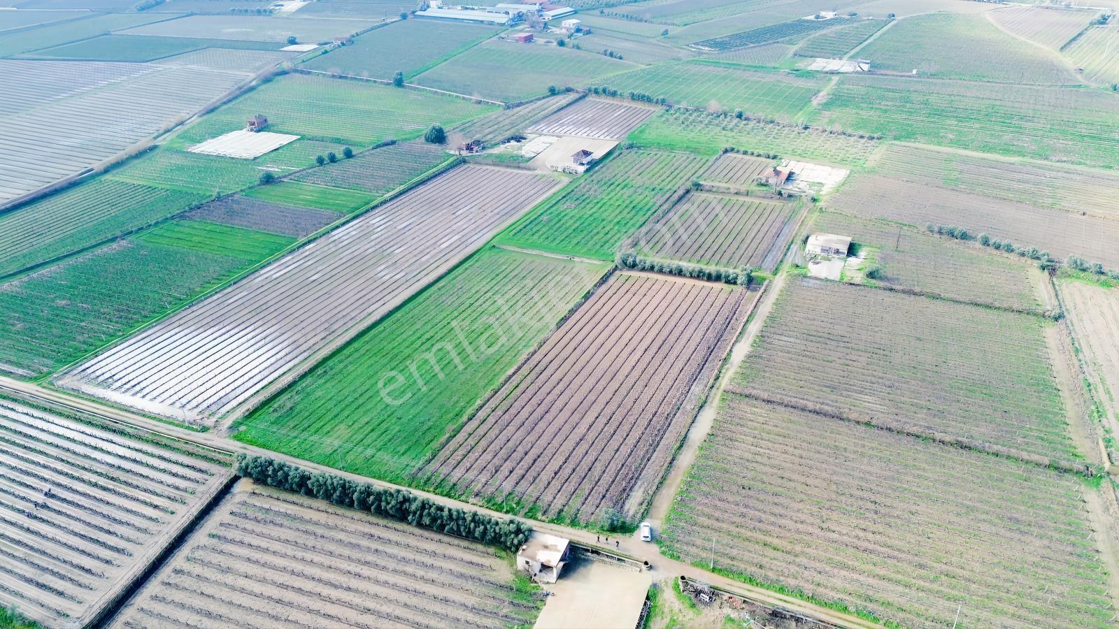 Pusula Gayrimenkul'den Satılık 15.240 M2 Bağ Belenyaka Alaşehir — fotoğraf 5