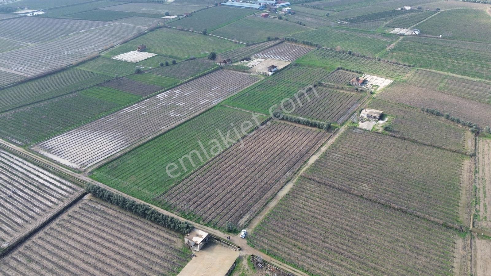 Pusula Gayrimenkul'den Satılık 15.240 M2 Bağ Belenyaka Alaşehir — fotoğraf 6