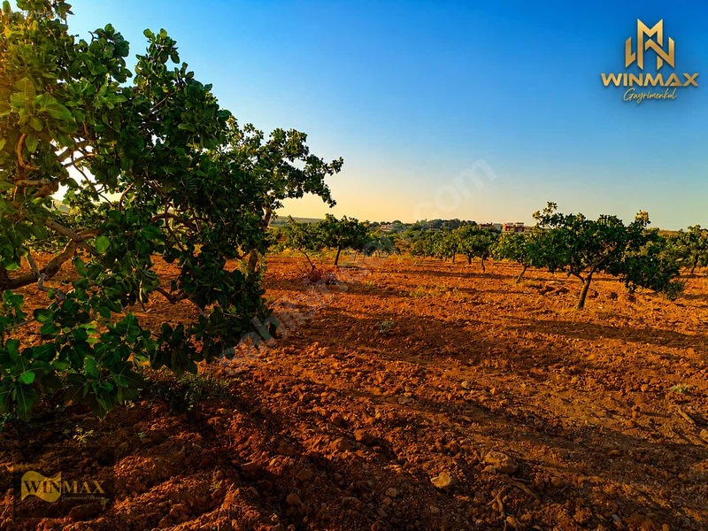Oğuzeli Tınazderede Satılık 8.909 M² Müstakil Parsel Fıstık — fotoğraf 3