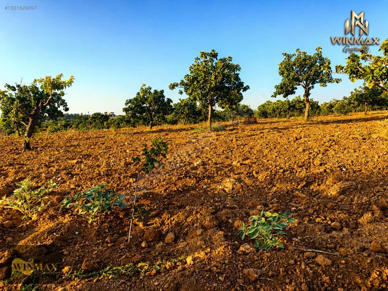 Oğuzeli Tınazderede Satılık 8.909 M² Müstakil Parsel Fıstık — fotoğraf 4