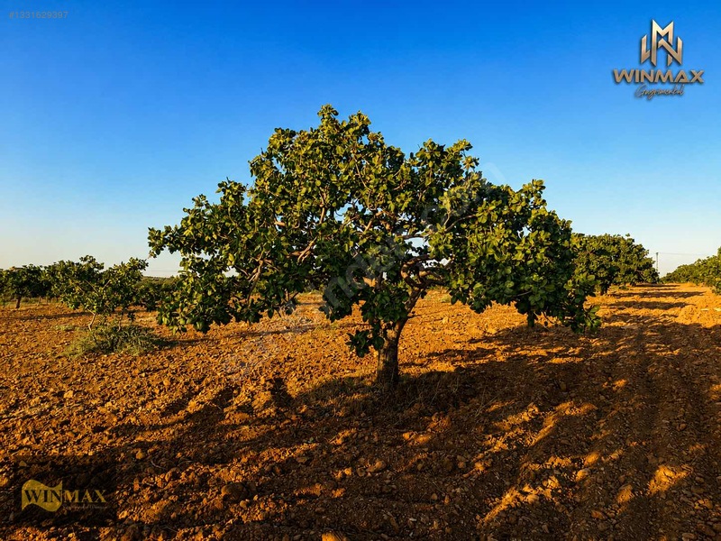Oğuzeli Tınazderede Satılık 8.909 M² Müstakil Parsel Fıstık — fotoğraf 5