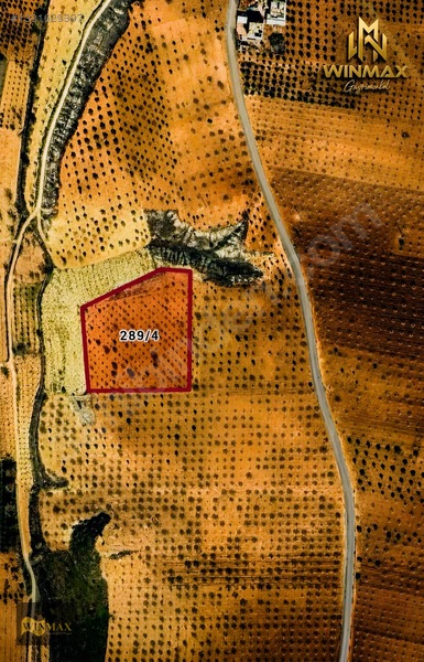 Oğuzeli Tınazderede Satılık 8.909 M² Müstakil Parsel Fıstık — fotoğraf 6
