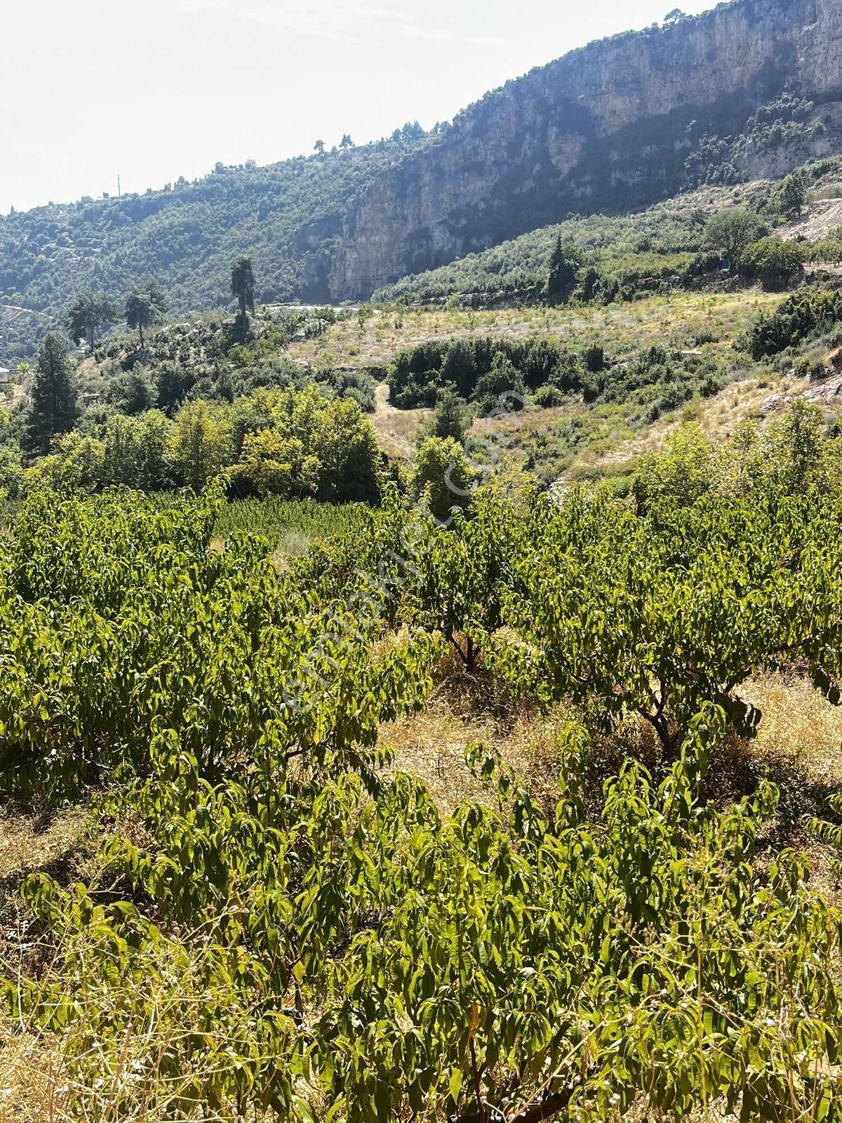 Toroslar Kepirlide 1.788 M2 Bahçe Asfalt'a 2 Nci Parsel Suyu Var — fotoğraf 6