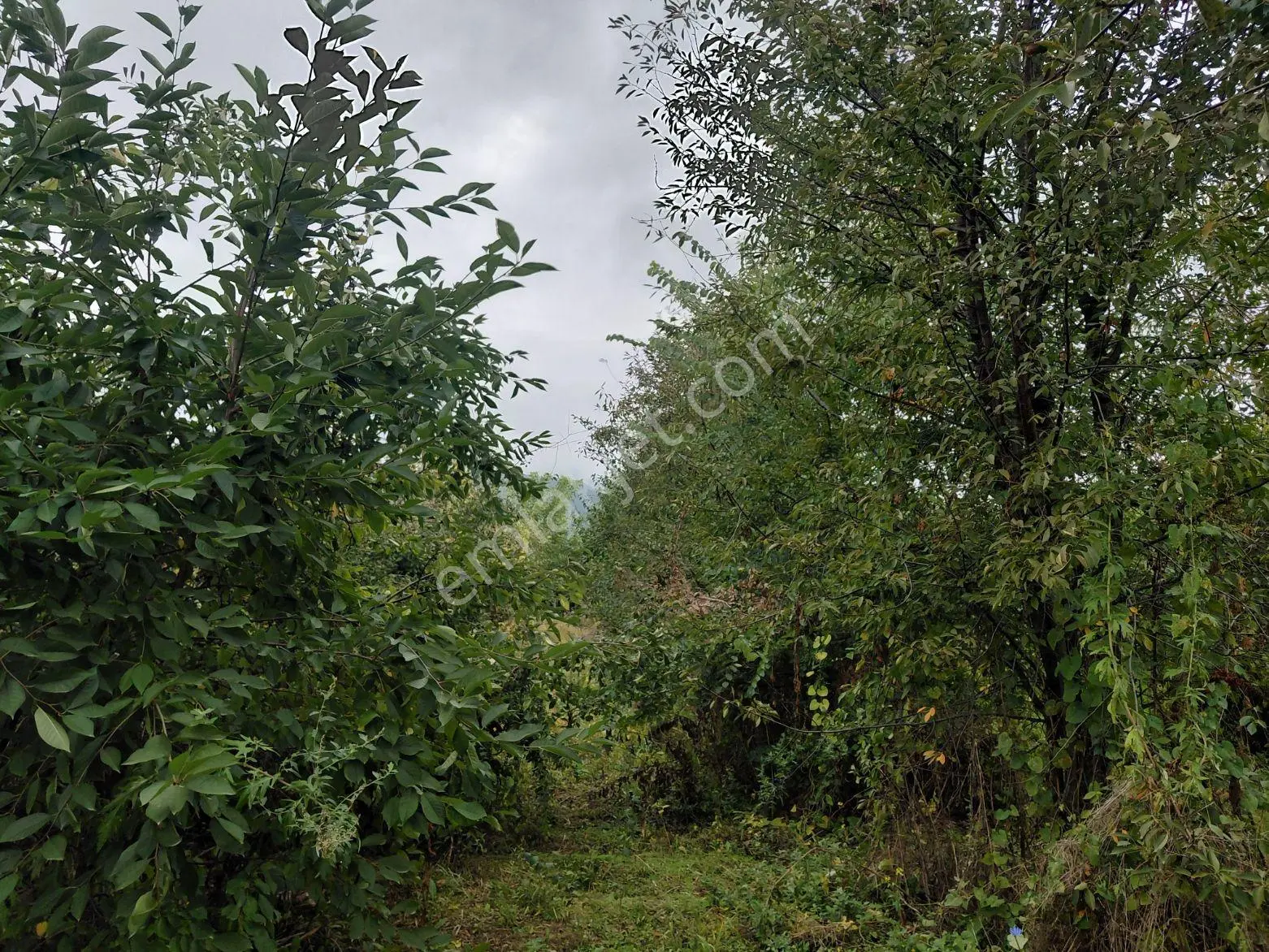 Akşehir Atakent Mahallesi'nde Satılık 2500 M² Tarla