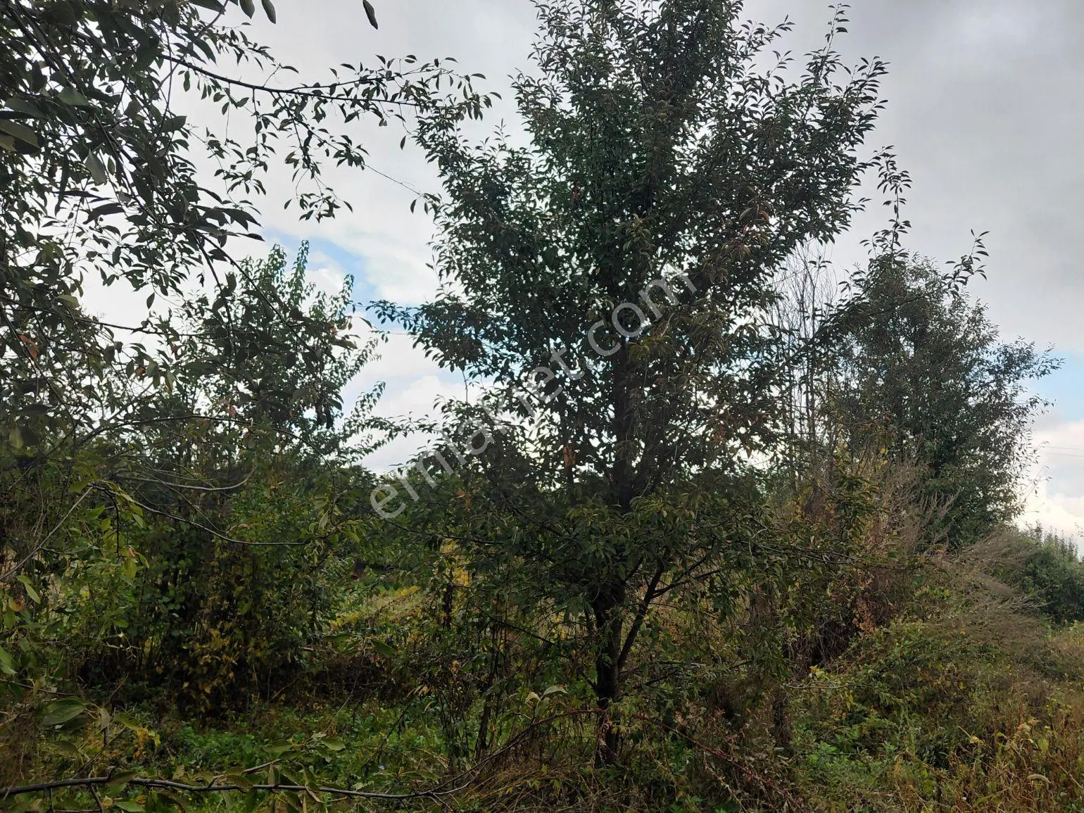 Akşehir Atakent Mahallesi'nde Satılık 2500 M² Tarla — fotoğraf 2