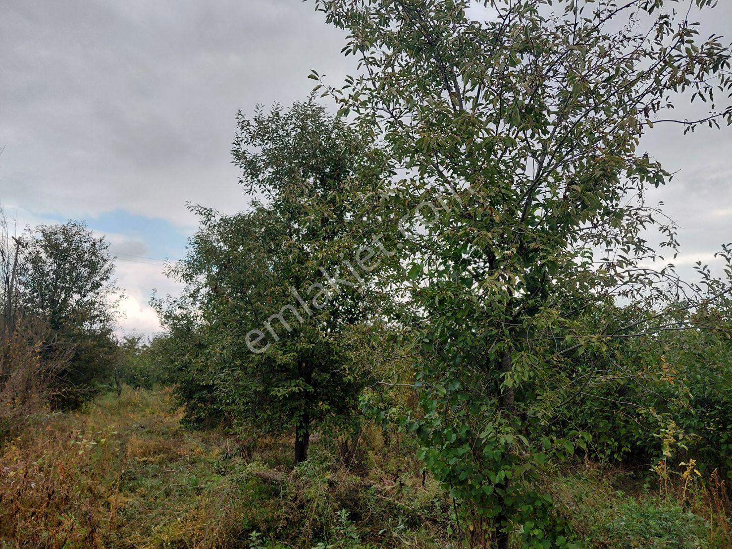 Akşehir Atakent Mahallesi'nde Satılık 2500 M² Tarla — fotoğraf 8