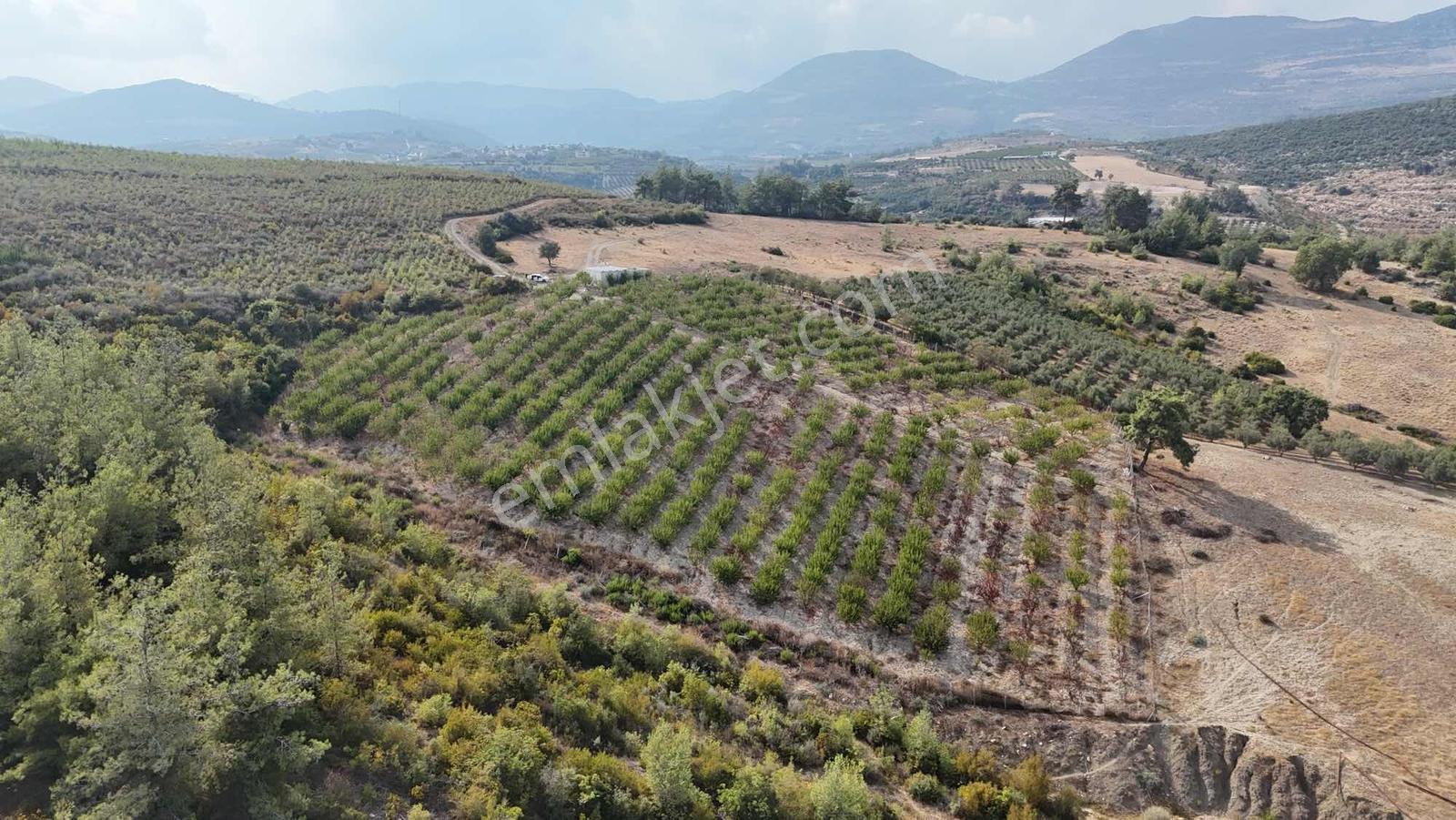 Toroslar Doruklu Da 11.500 M2 Bakımlı Sulak Kayısı Bahçe — fotoğraf 5