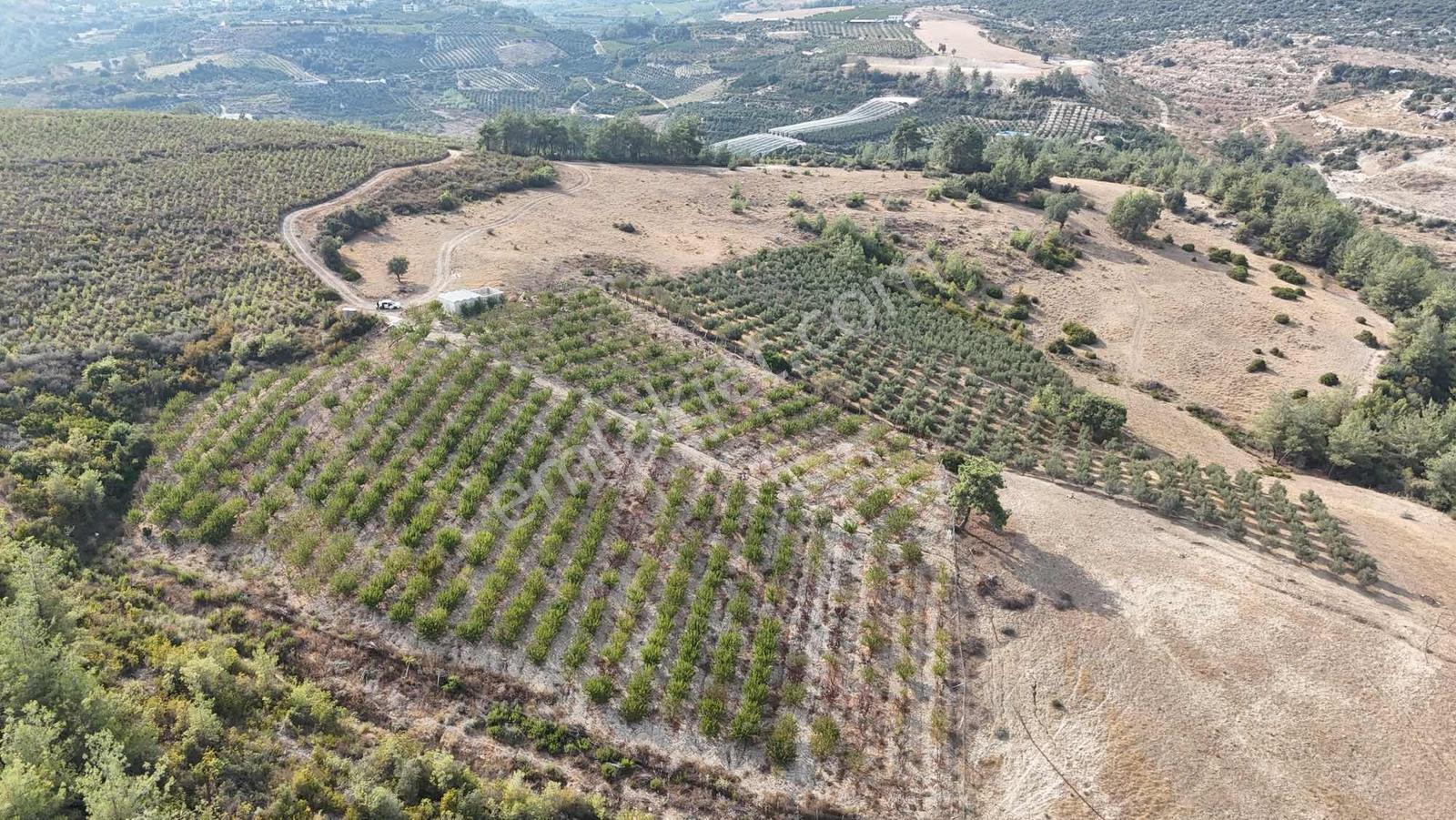 Toroslar Doruklu Da 11.500 M2 Bakımlı Sulak Kayısı Bahçe — fotoğraf 6