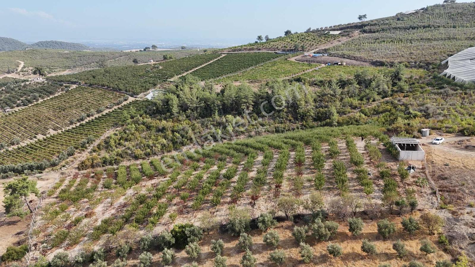 Toroslar Doruklu Da 11.500 M2 Bakımlı Sulak Kayısı Bahçe — fotoğraf 7