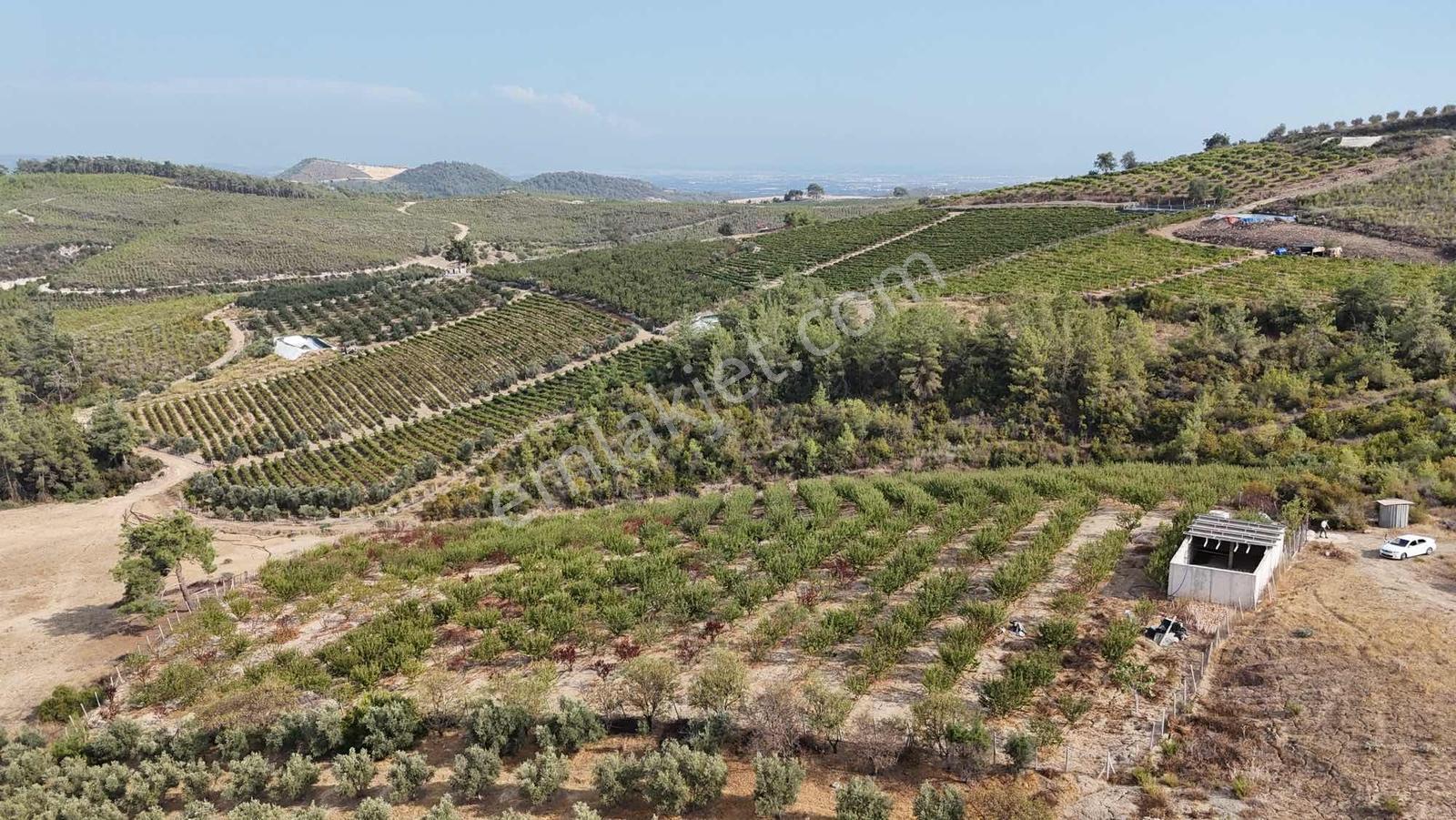 Toroslar Doruklu Da 11.500 M2 Bakımlı Sulak Kayısı Bahçe — fotoğraf 9